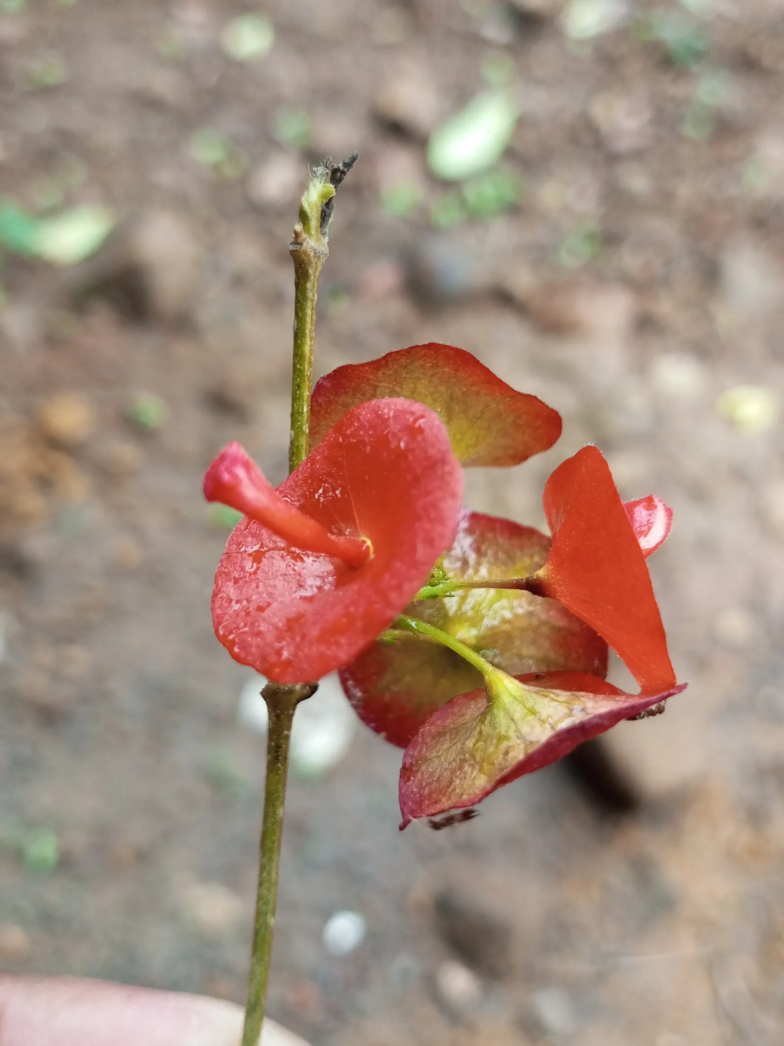 Chinese Hat Plant (Holmskoldia Sanguinea) — this evergreen shrub is prized for its distinct; cone-shaped flowers that give it its common name, image 59