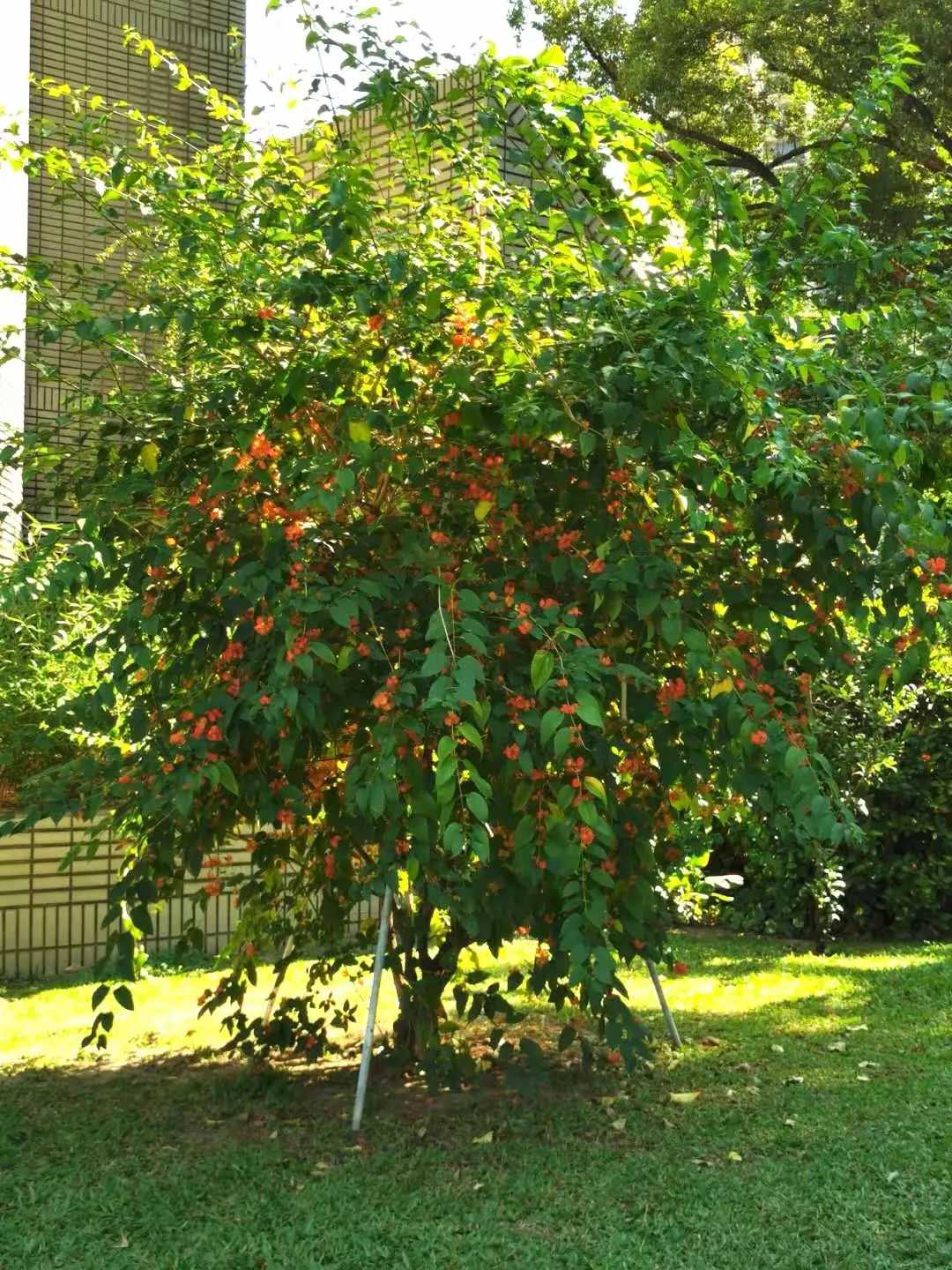 Chinese Hat Plant (Holmskoldia Sanguinea) — Holmskjoldia sanguinea is versatile in the landscape, image 88