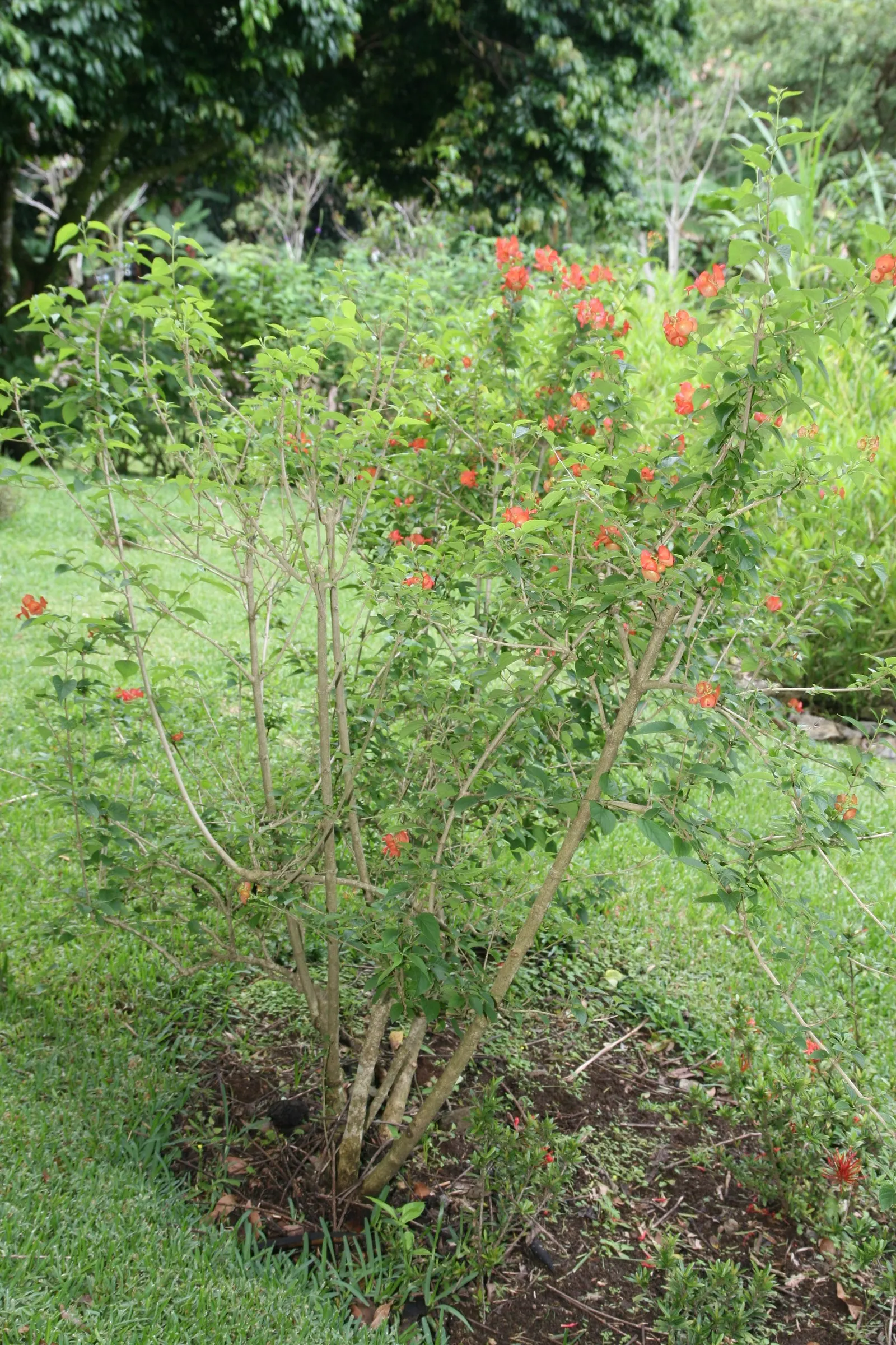Chinese Hat Plant (Holmskoldia Sanguinea) — adding an ecological benefit and dynamic interaction to the garden; it's worth noting that in addition to its