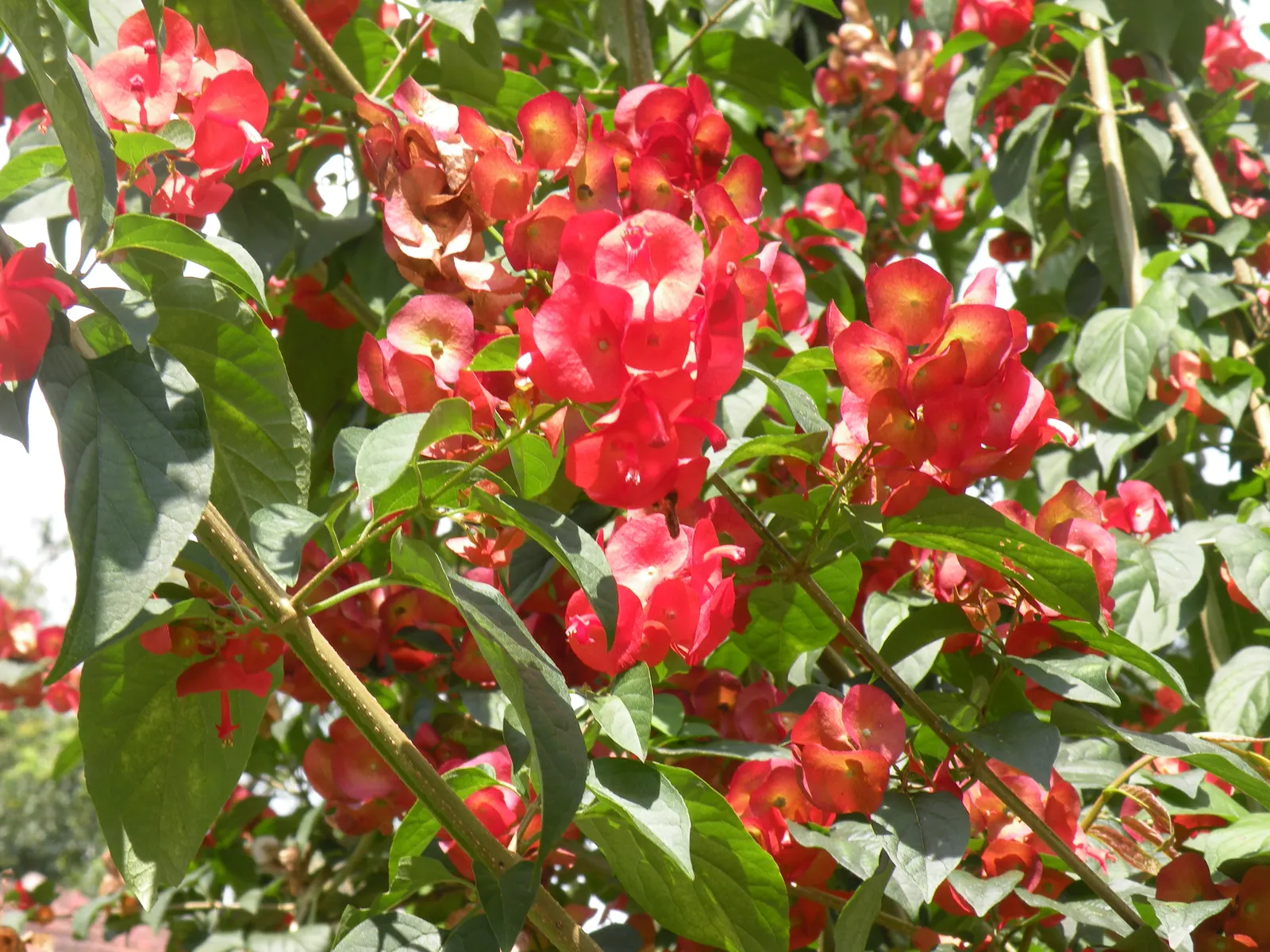 Chinese Hat Plant (Holmskoldia Sanguinea) — the plant exhibits moderate drought tolerance