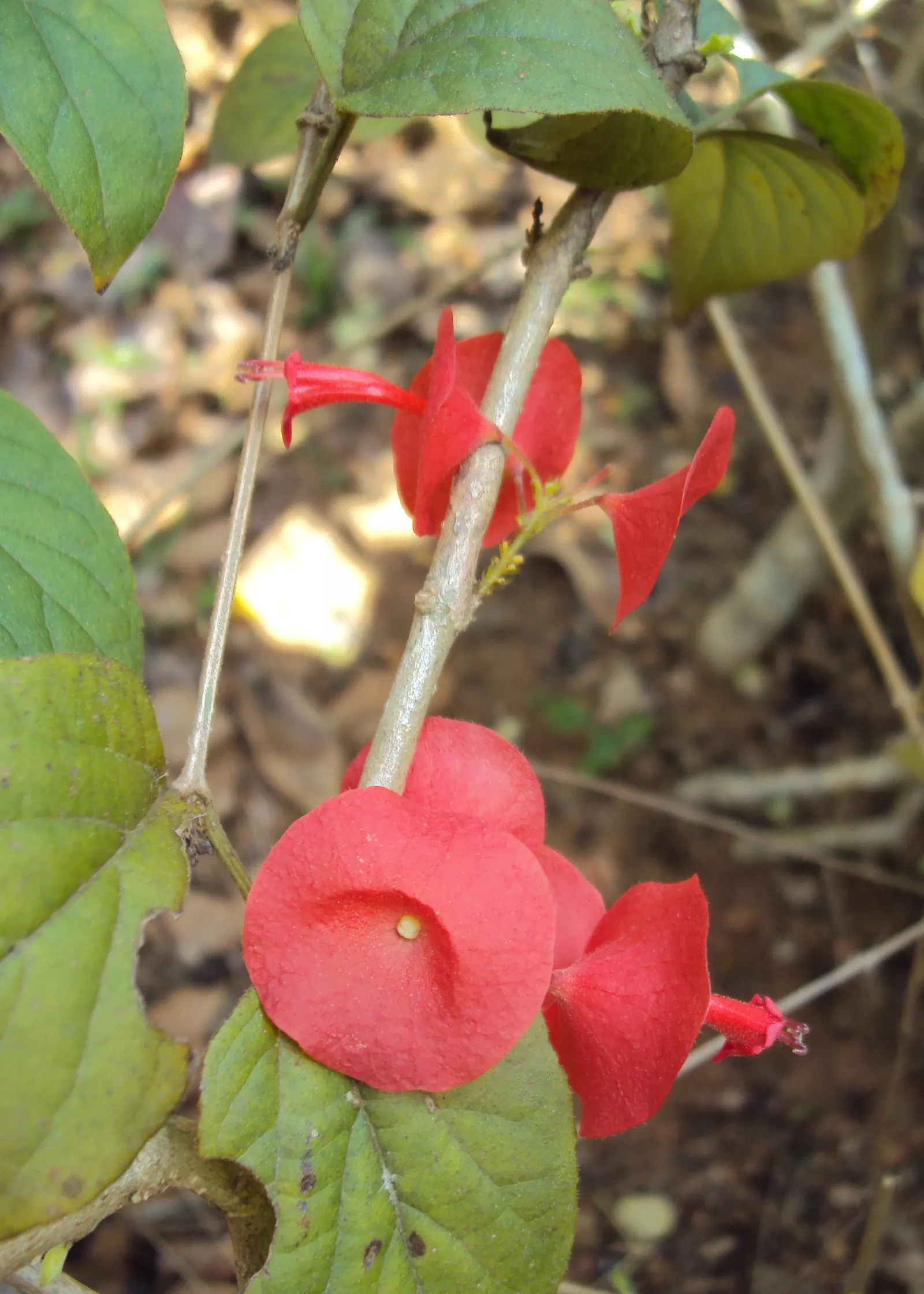 Chinese Hat Plant (Holmskoldia Sanguinea) — The Holmskioldia sanguinea; optimal in zones 9-11, it's drought-tolerant once established but prefers, image 51