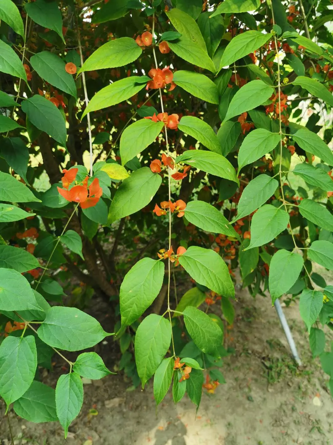 Chinese Hat Plant (Holmskoldia Sanguinea) — this plant is also a magnet for pollinators such as hummingbirds and butterflies