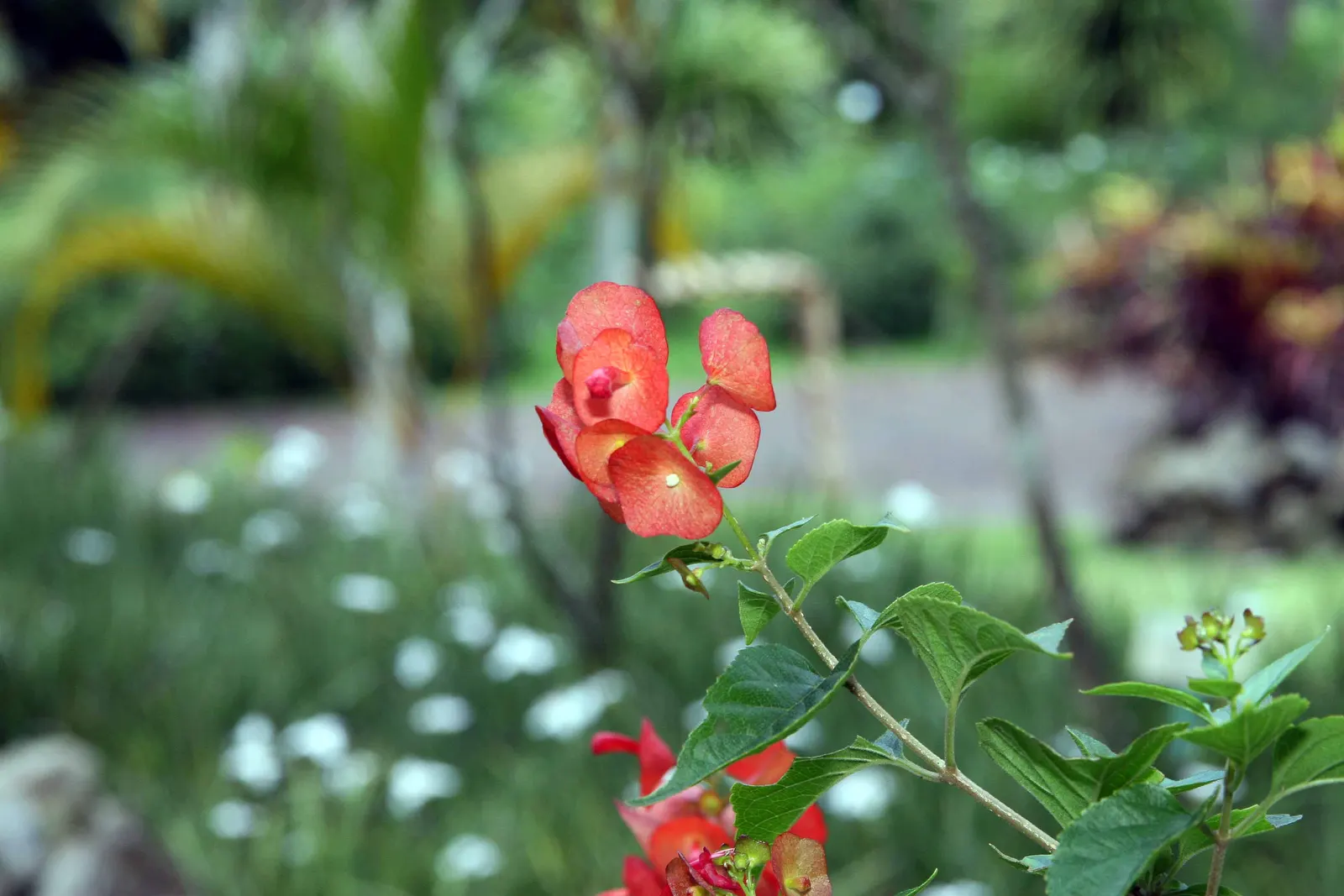 Chinese Hat Plant (Holmskoldia Sanguinea) — create a veritable festival of color in the garden; scientifically known as Holmskjoldia sanguinea