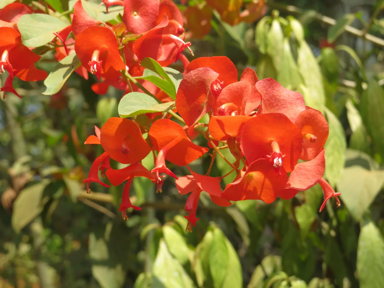 Chinese Hat Plant (Holmskoldia Sanguinea) — create a veritable festival of color in the garden; scientifically known as Holmskjoldia sanguinea, image 62