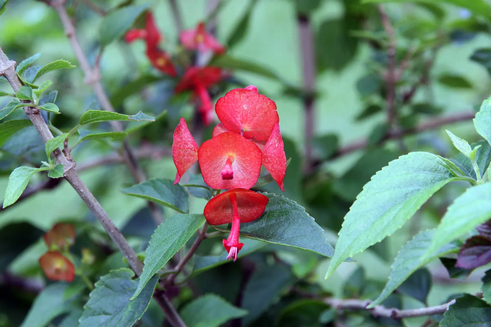 Chinese Hat Plant (Holmskoldia Sanguinea) — cone-shaped flowers that give it its common name