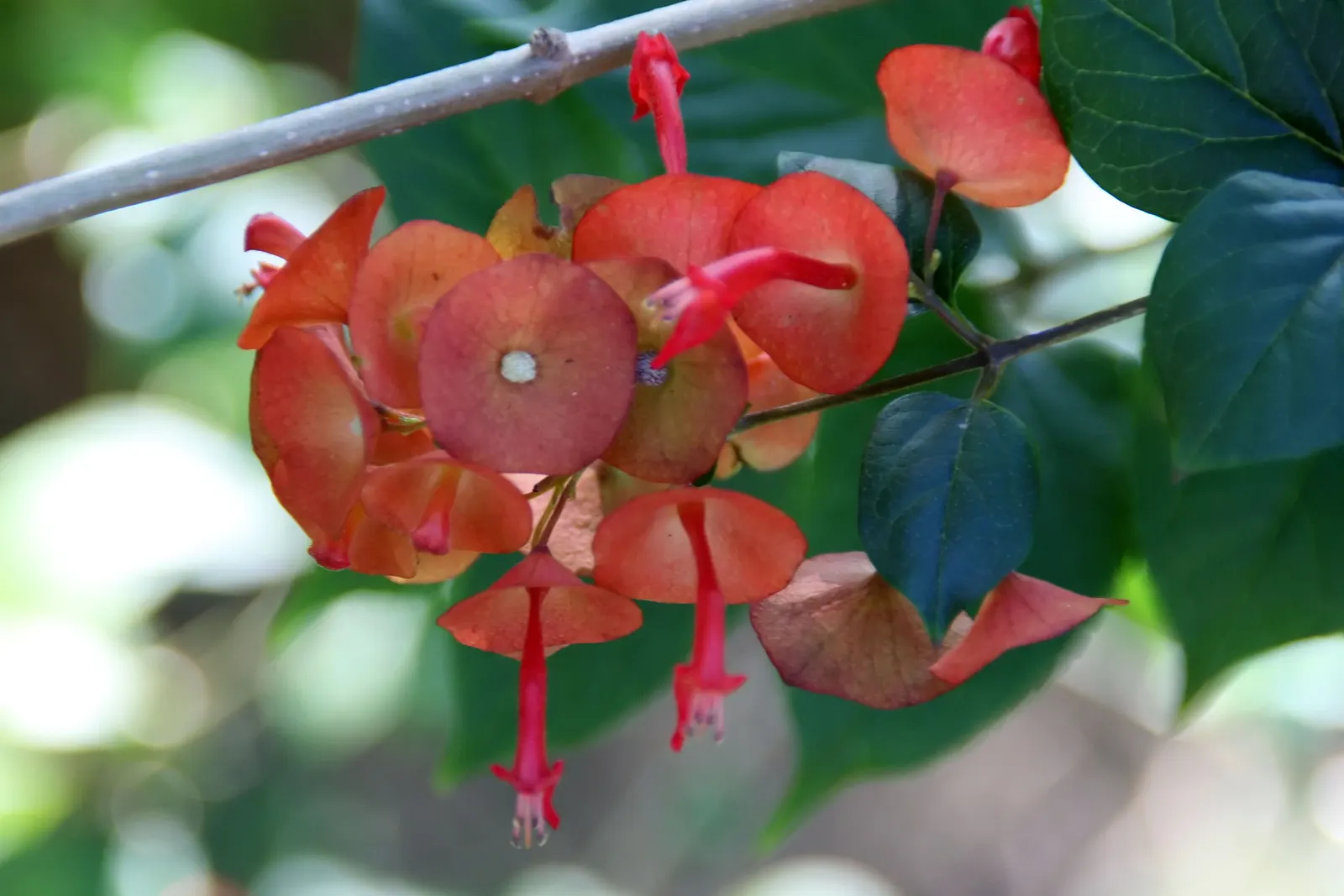 Chinese Hat Plant (Holmskoldia Sanguinea) — is a fast-growing evergreen shrub reaching up to 5-6 feet tall and wide; which primarily boast a, image 77