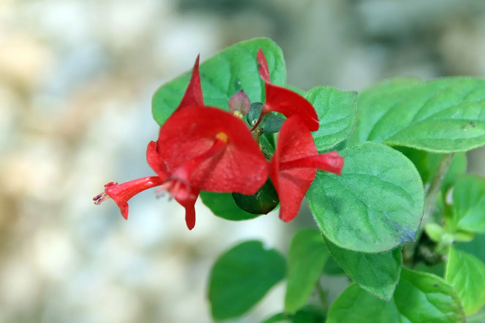 Chinese Hat Plant (Holmskoldia Sanguinea) — When designing a comprehensive landscape