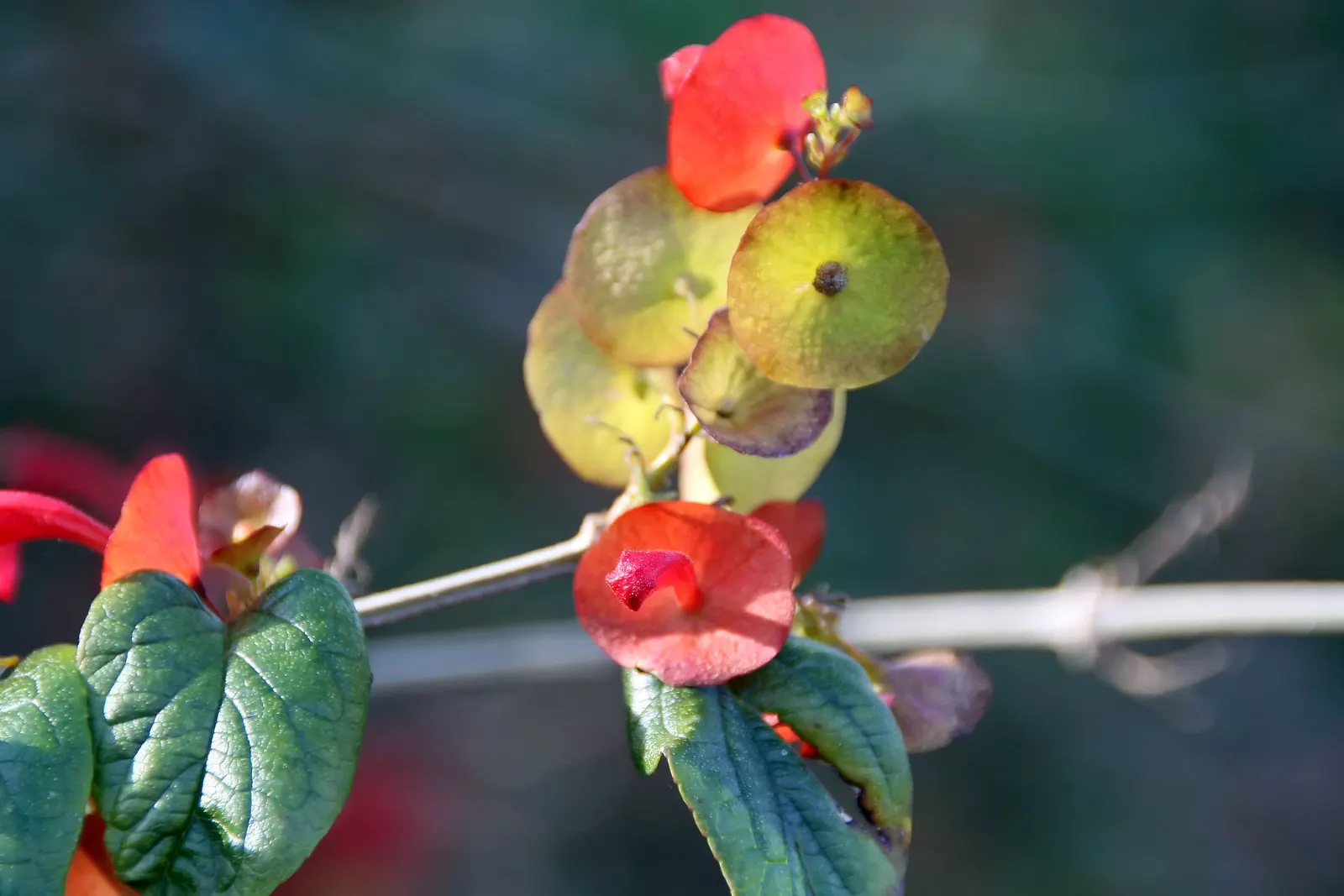 Chinese Hat Plant (Holmskoldia Sanguinea) — is a unique and eye-catching addition to any landscape design; adding an ecological benefit and dynamic, image 57