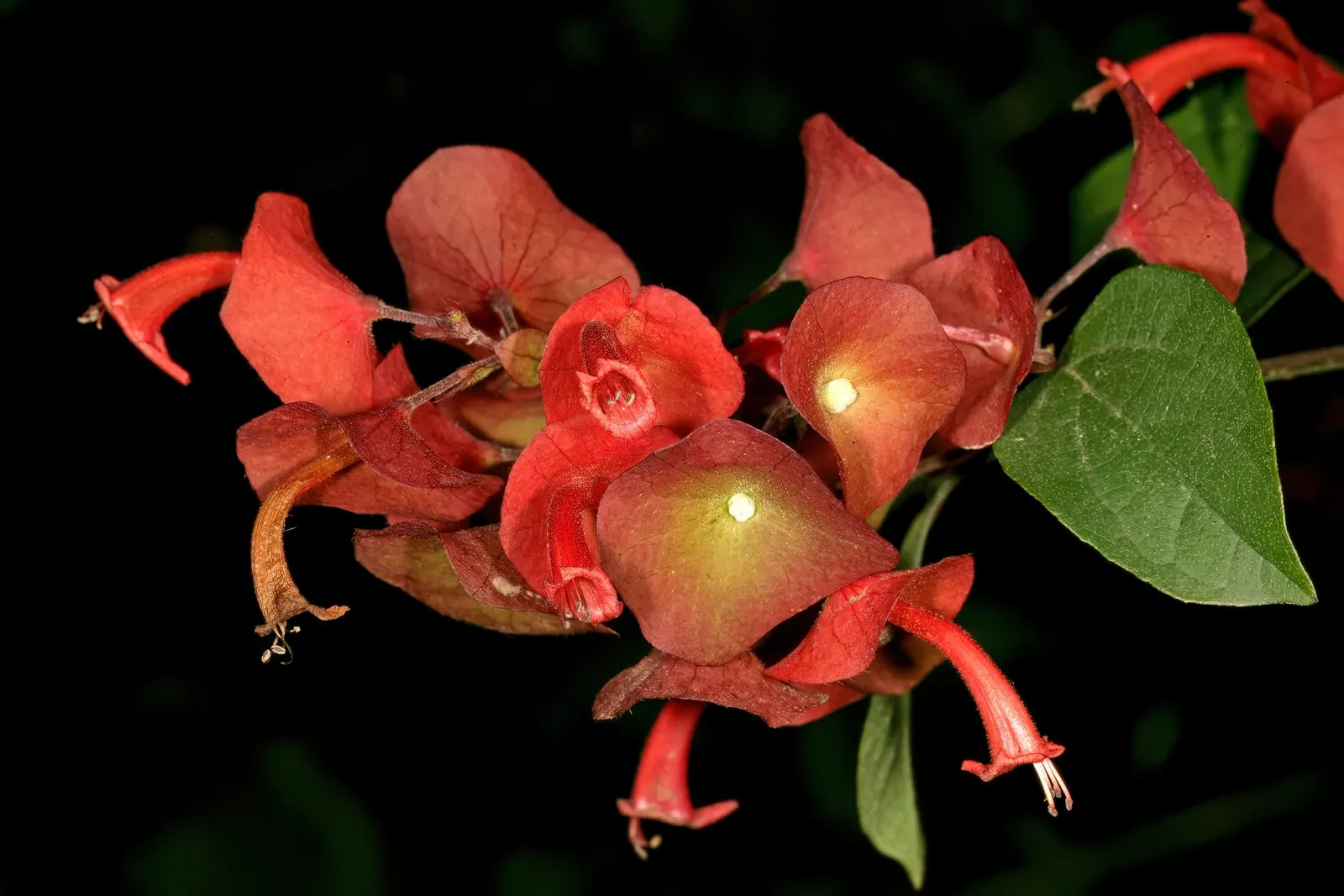 Chinese Hat Plant (Holmskoldia Sanguinea) — shrub for half or shade; when designing a comprehensive landscape