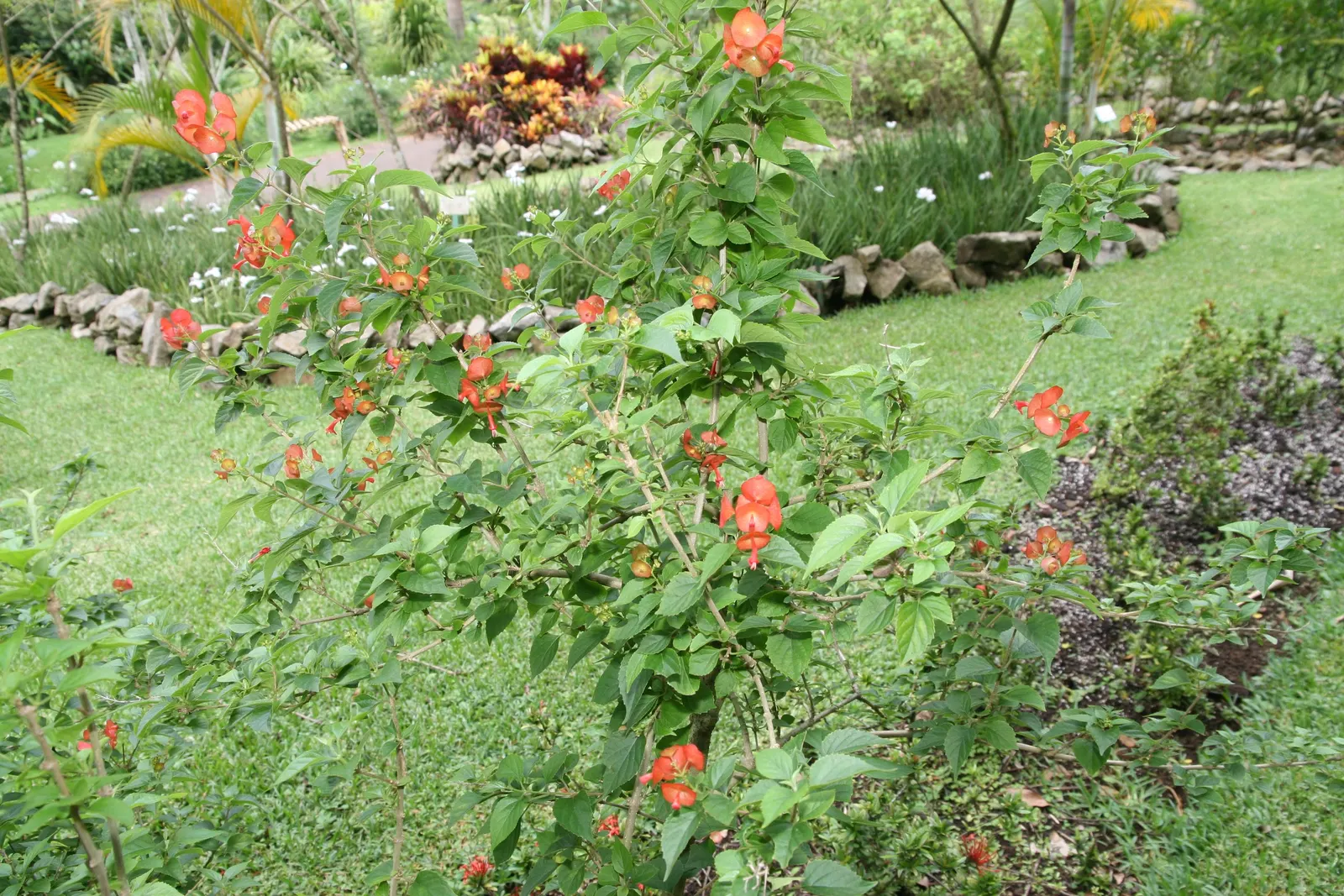 Chinese Hat Plant (Holmskoldia Sanguinea) — scientifically known as Holmskjoldia sanguinea