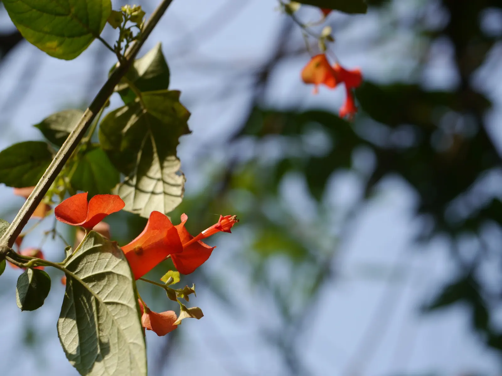 Chinese Hat Plant (Holmskoldia Sanguinea) — Regular watering will foster a lush appearance; this evergreen shrub is prized for its distinct, image 66
