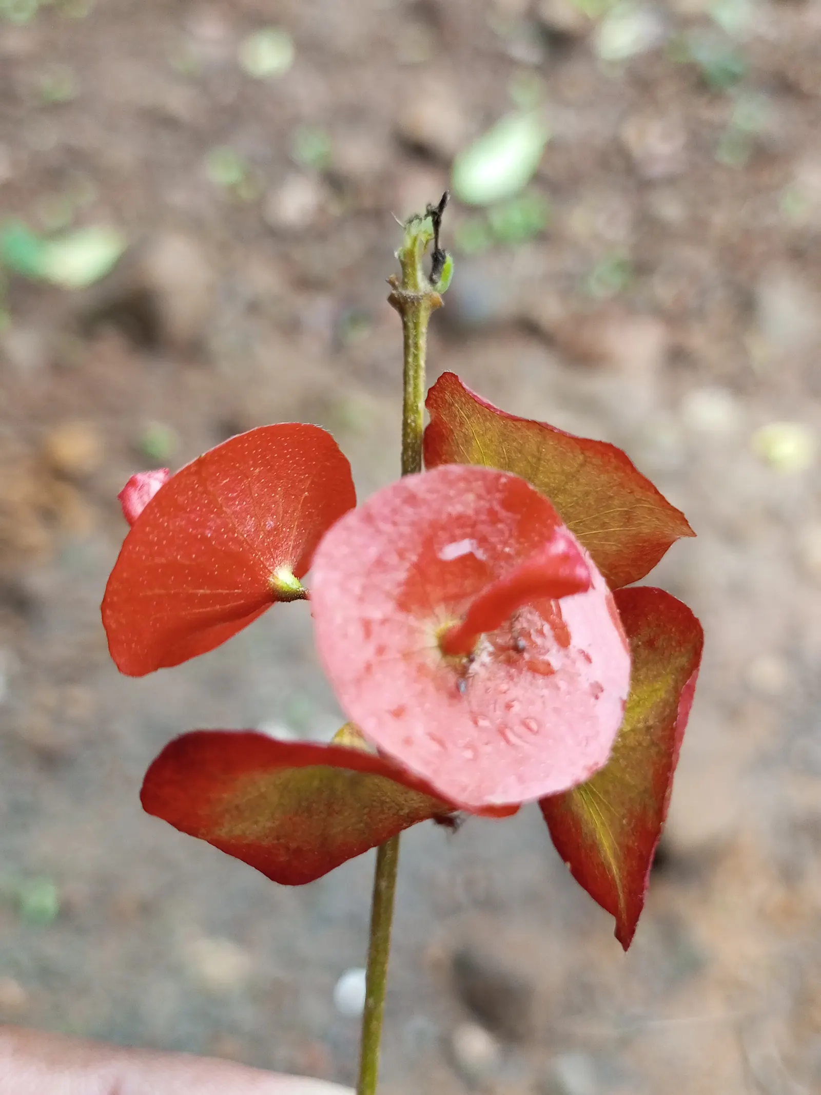 Chinese Hat Plant (Holmskoldia Sanguinea) — Ideal for accents or hedges in full sun to partial shade, it adds an exotic touch to landscapes