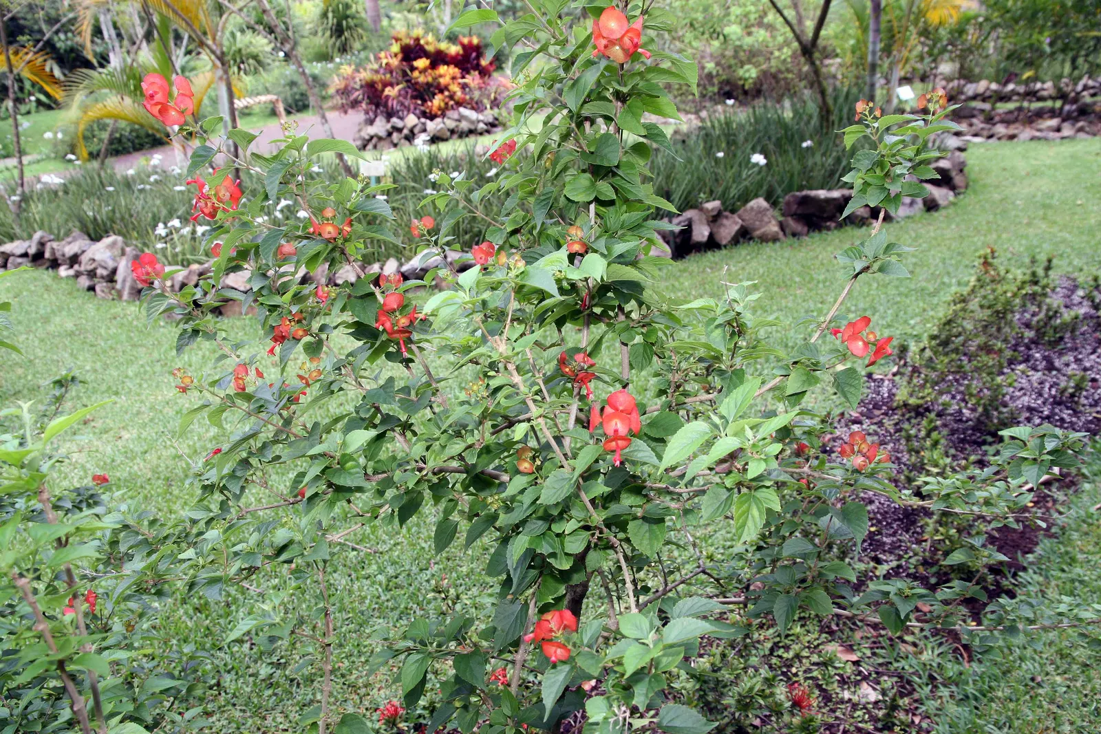 Chinese Hat Plant (Holmskoldia Sanguinea) — It showcases unique, vibrant orange-red bracts resembling conical hats, surrounding its small purple, image 53