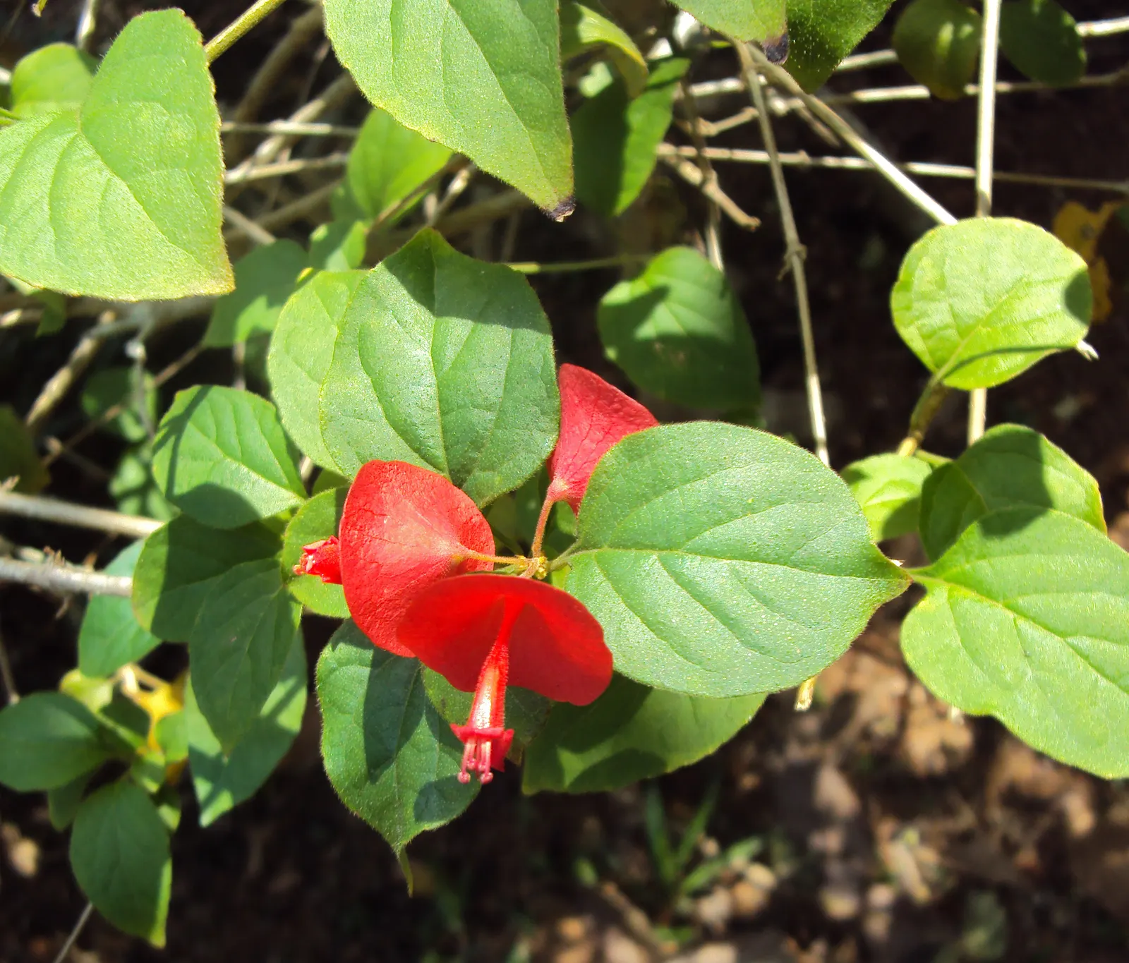 Chinese Hat Plant (Holmskoldia Sanguinea) — Native to the Eastern Himalayas and thriving in USDA hardiness zones 9 to 11