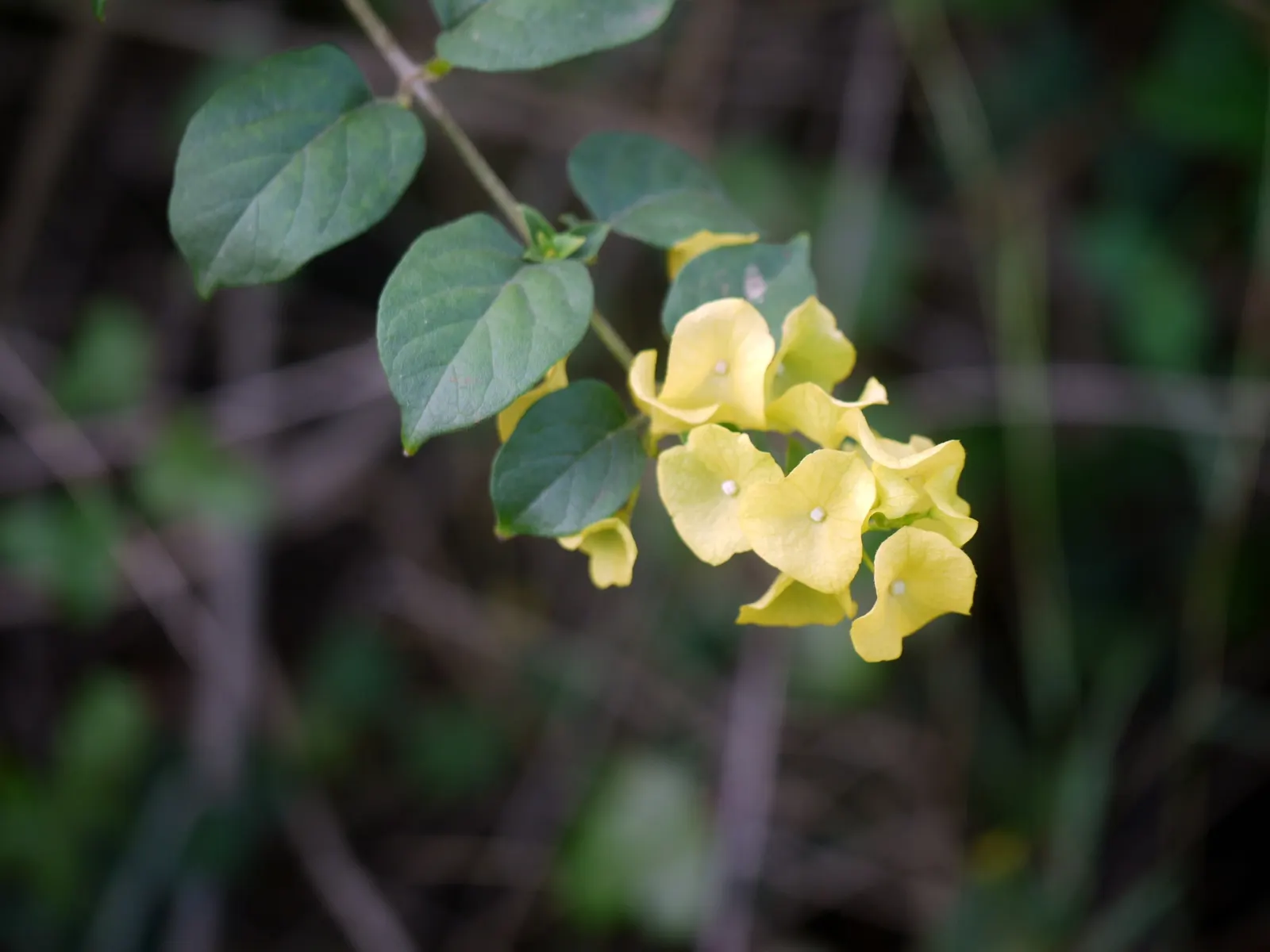 Chinese Hat Plant (Holmskoldia Sanguinea) — When designing a comprehensive landscape; the Holmskioldia sanguinea, image 72