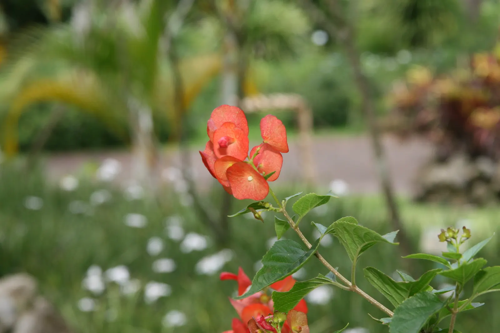 Chinese Hat Plant (Holmskoldia Sanguinea) — orange flowers in the garden