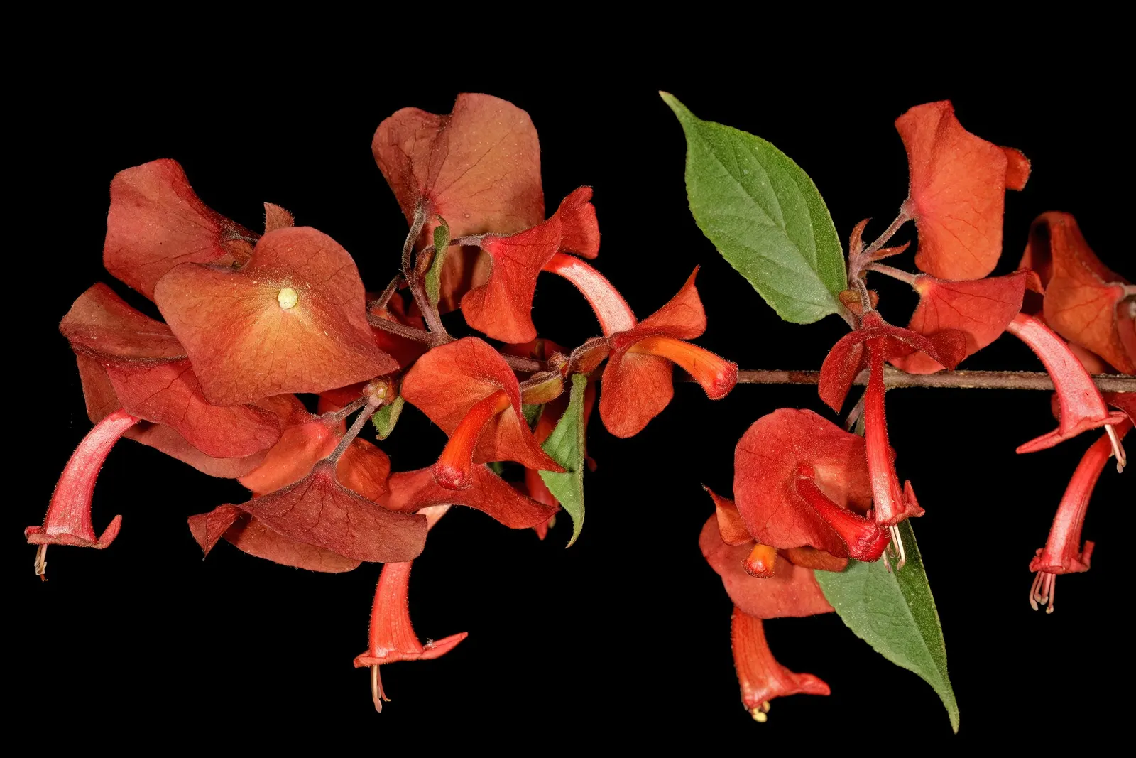 Chinese Hat Plant (Holmskoldia Sanguinea) — Optimal growth is achieved in full sun to part shade, with well-drained soil conditions; is a fast-growing
