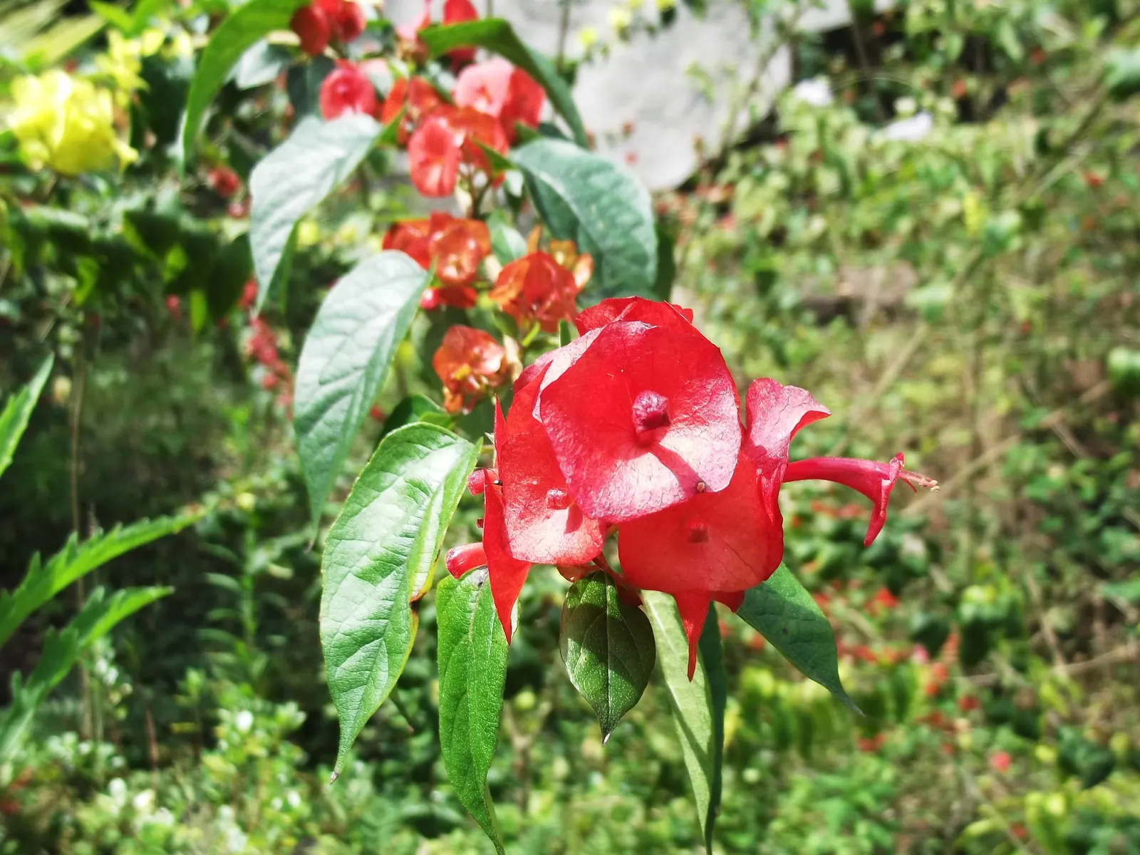 Chinese Hat Plant (Holmskoldia Sanguinea) — Optimal growth is achieved in full sun to part shade, with well-drained soil conditions