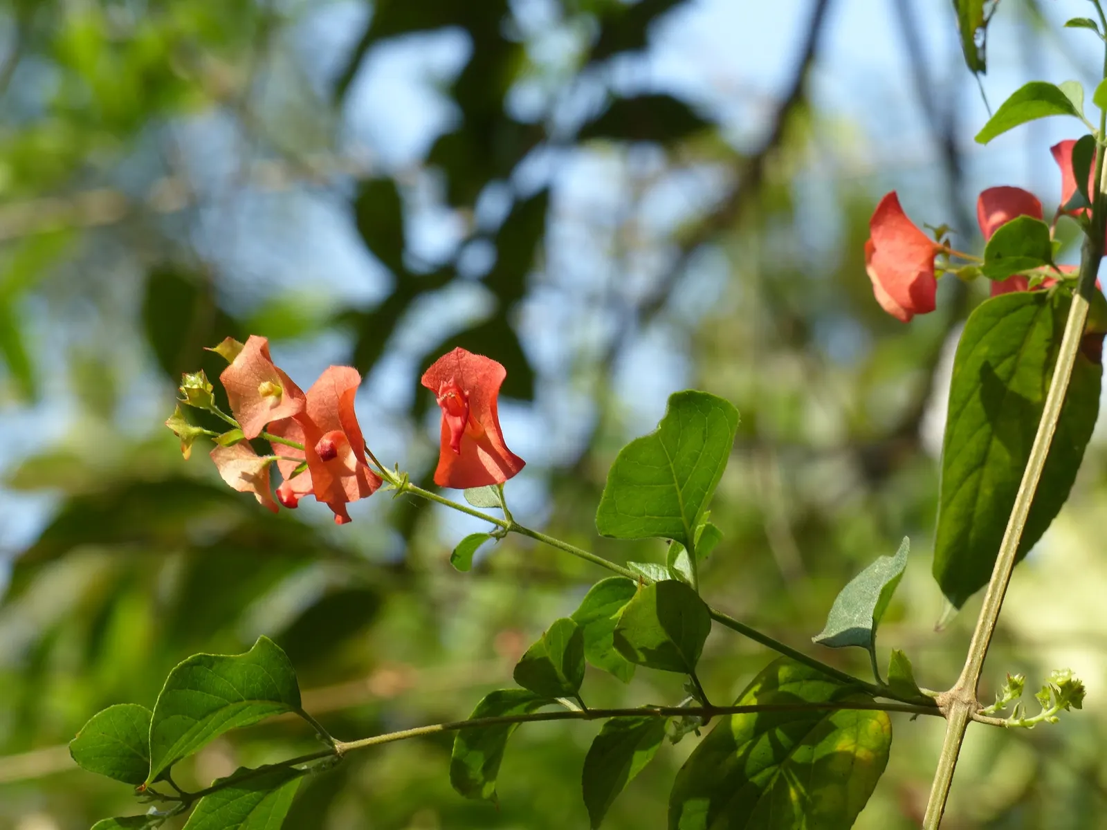 Chinese Hat Plant (Holmskoldia Sanguinea) — Optimal growth is achieved in full sun to part shade, with well-drained soil conditions; is a, image 65