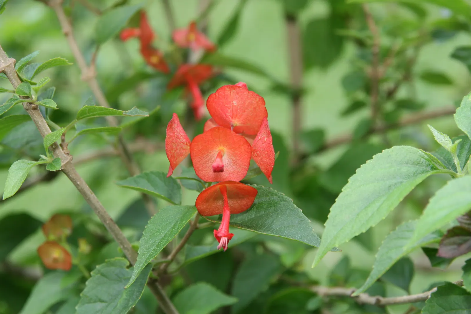 Chinese Hat Plant (Holmskoldia Sanguinea) — Holmskjoldia sanguinea is versatile in the landscape, image 38