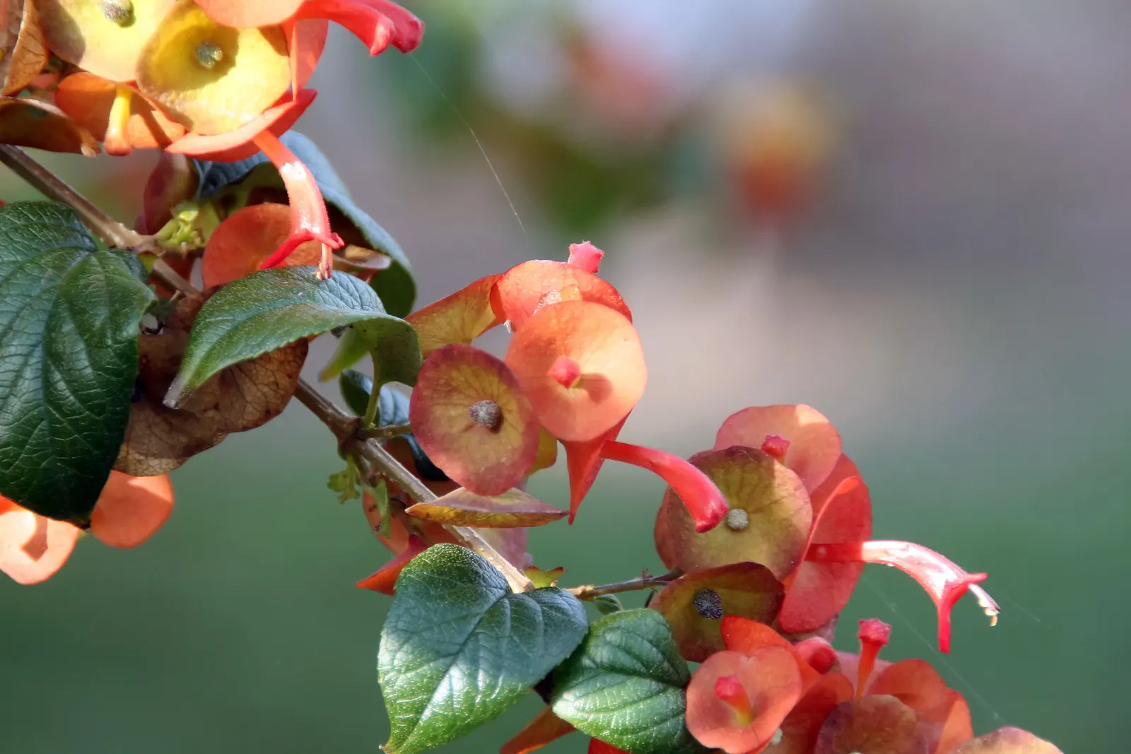 Chinese Hat Plant (Holmskoldia Sanguinea) — which primarily boast a vibrant orange-red hue with a contrasting purple calyx; shrub with orange blooms