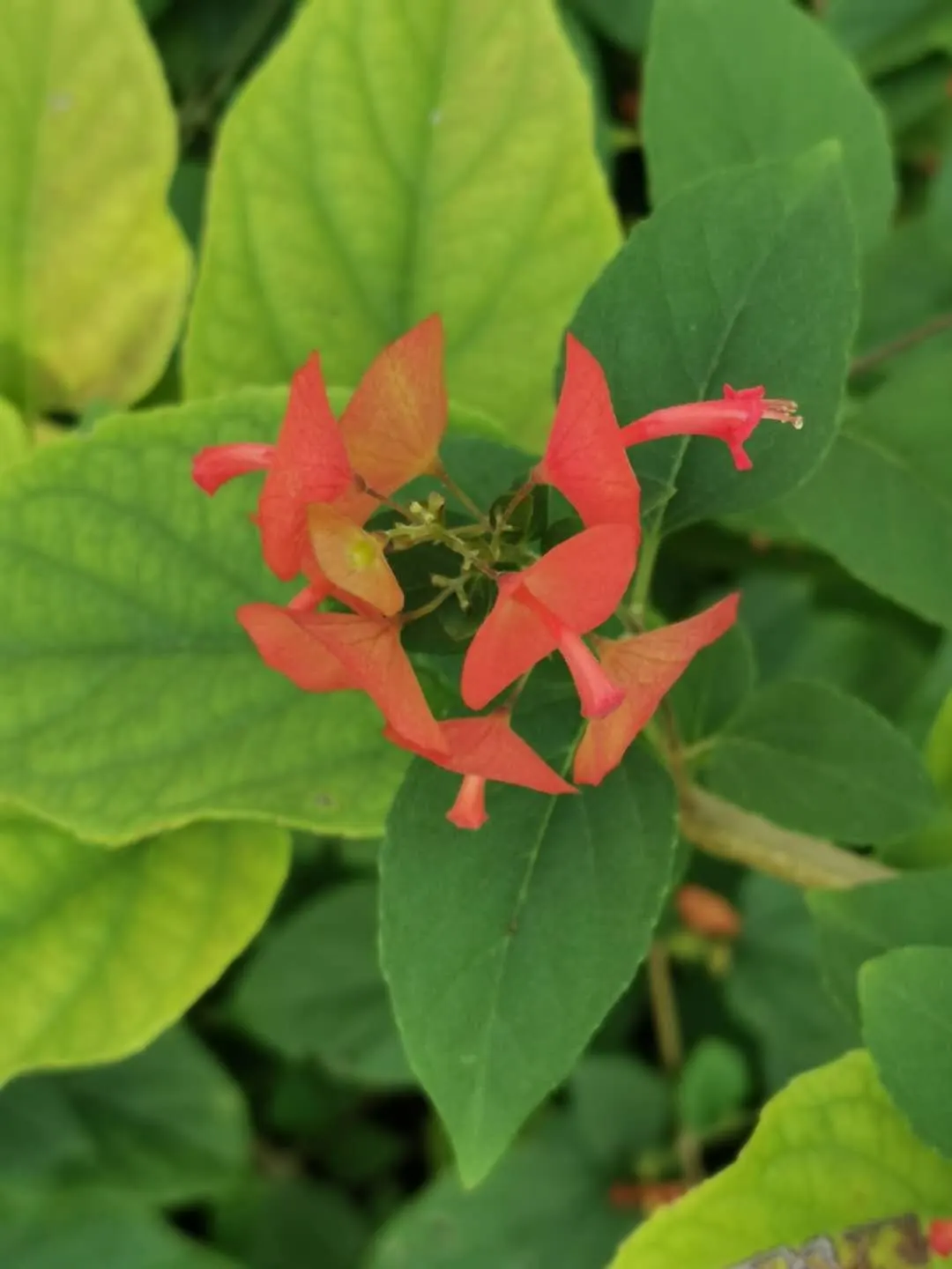 Chinese Hat Plant (Holmskoldia Sanguinea) — is a unique and eye-catching addition to any landscape design