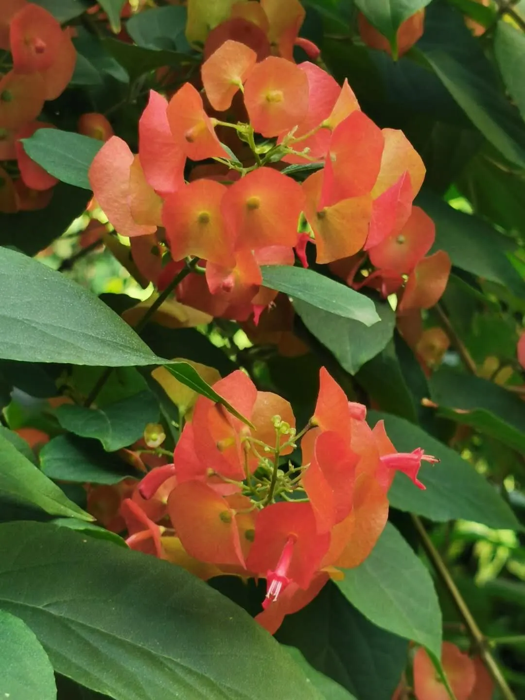 Chinese Hat Plant (Holmskoldia Sanguinea) — Optimal in zones 9-11, it's drought-tolerant once established but prefers regular watering