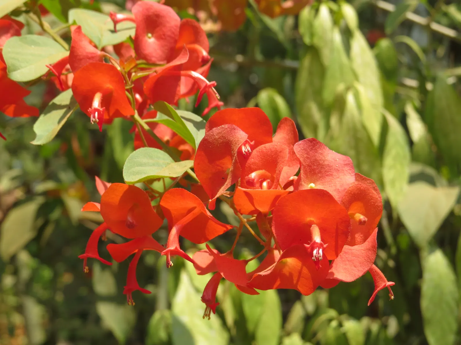 Chinese Hat Plant (Holmskoldia Sanguinea) — adding an ecological benefit and dynamic interaction to the garden; it's worth noting that in addition, image 71