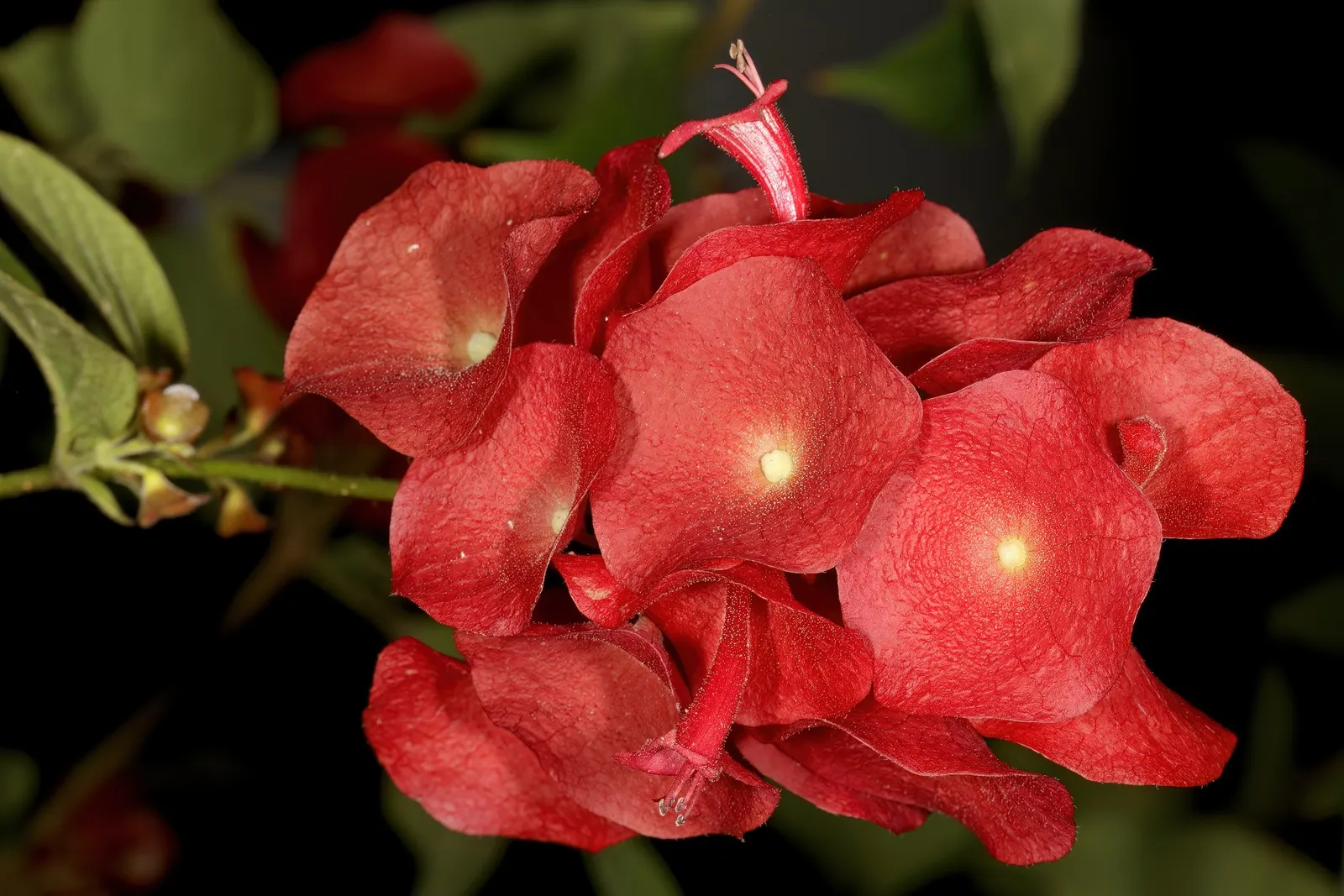 Chinese Hat Plant (Holmskoldia Sanguinea) — is a fast-growing evergreen shrub reaching up to 5-6 feet tall and wide; which primarily boast a, image 52