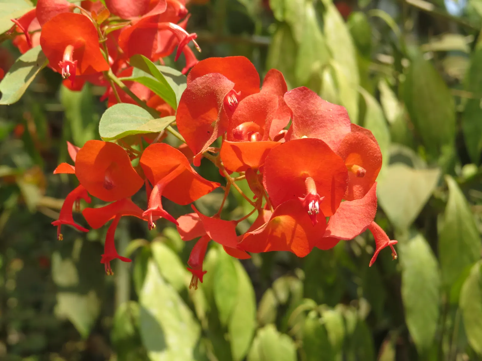 Chinese Hat Plant (Holmskoldia Sanguinea) — this evergreen shrub is prized for its distinct