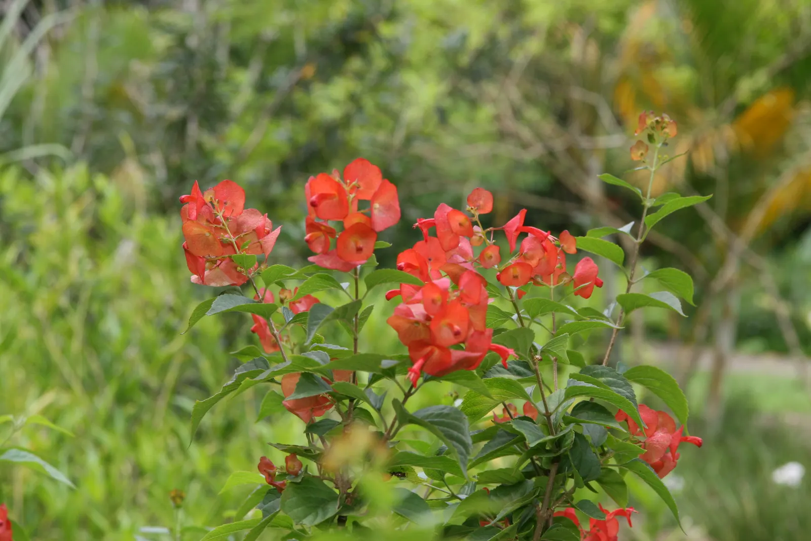Chinese Hat Plant (Holmskoldia Sanguinea) — Optimal in zones 9-11, it's drought-tolerant once established but prefers regular watering; shrub for half or shade