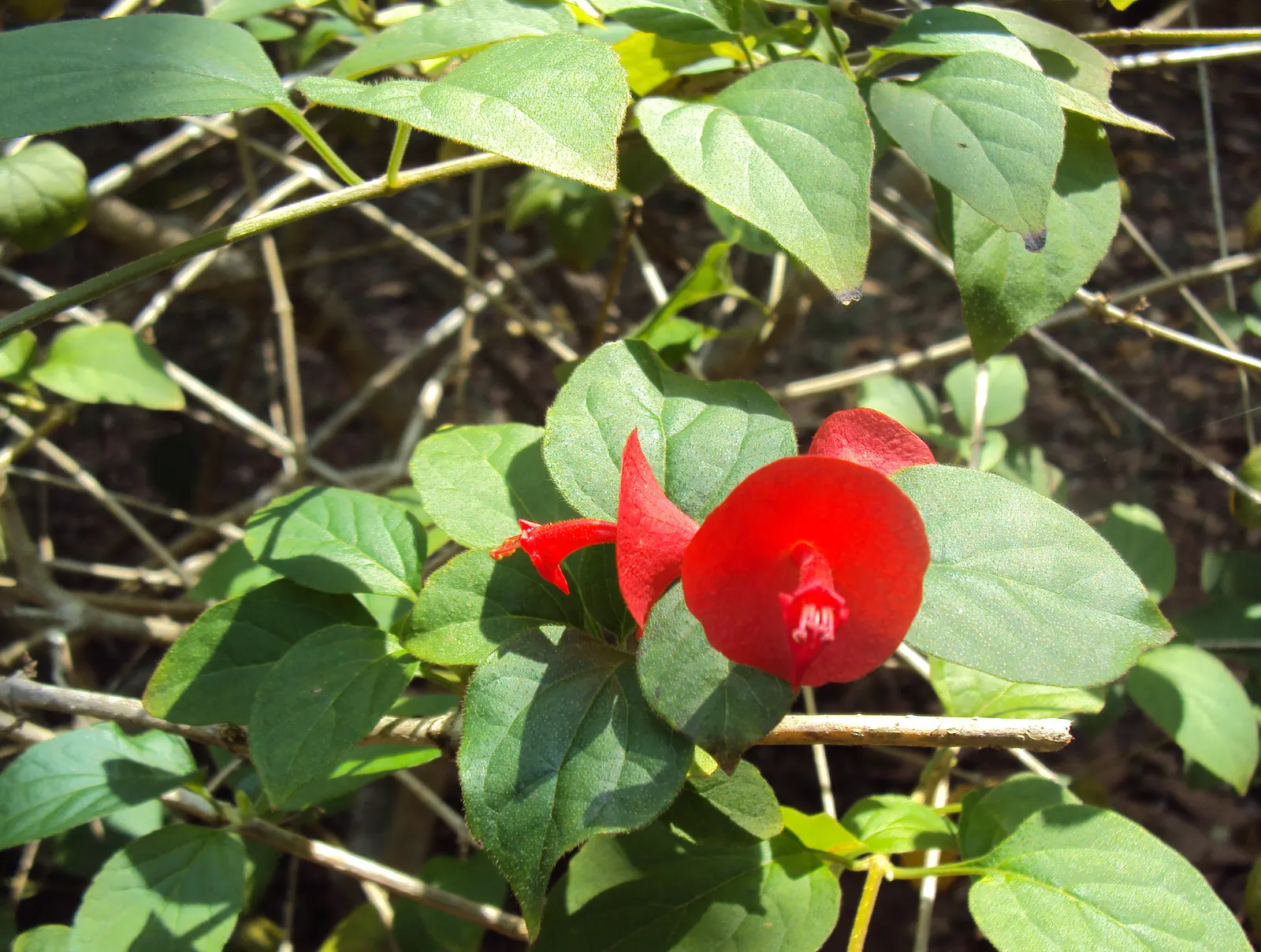 Chinese Hat Plant (Holmskoldia Sanguinea) — Native to the Eastern Himalayas and thriving in USDA hardiness zones 9 to 11; it showcases unique, image 83