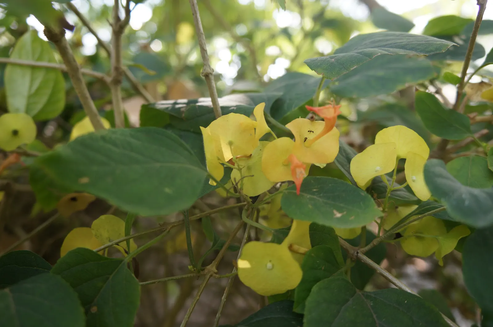 Chinese Hat Plant (Holmskoldia Sanguinea) — The Holmskioldia sanguinea; optimal in zones 9-11, it's drought-tolerant once established but prefers regular