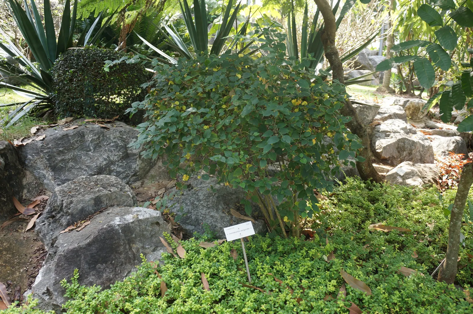 Chinese Hat Plant (Holmskoldia Sanguinea) — Ideal for accents or hedges in full sun to partial shade, it adds an exotic touch to landscapes; is a unique and