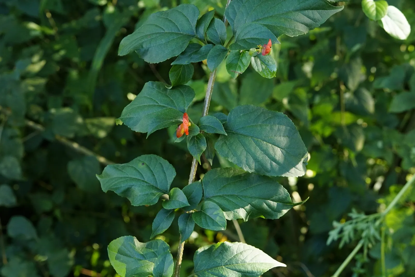 Chinese Hat Plant (Holmskoldia Sanguinea) — Regular watering will foster a lush appearance; this evergreen shrub is prized for its distinct