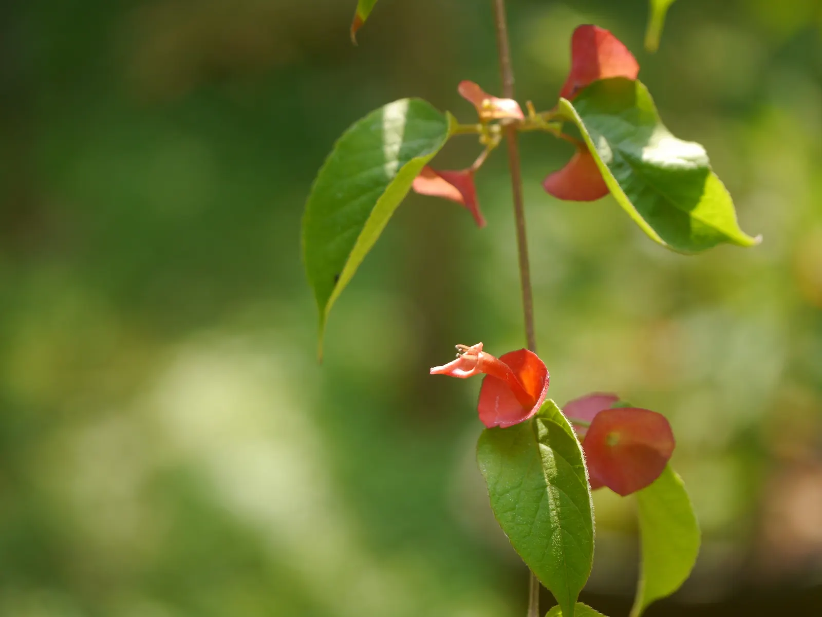 Chinese Hat Plant (Holmskoldia Sanguinea) — cone-shaped flowers that give it its common name; the plant exhibits moderate drought tolerance, image 60