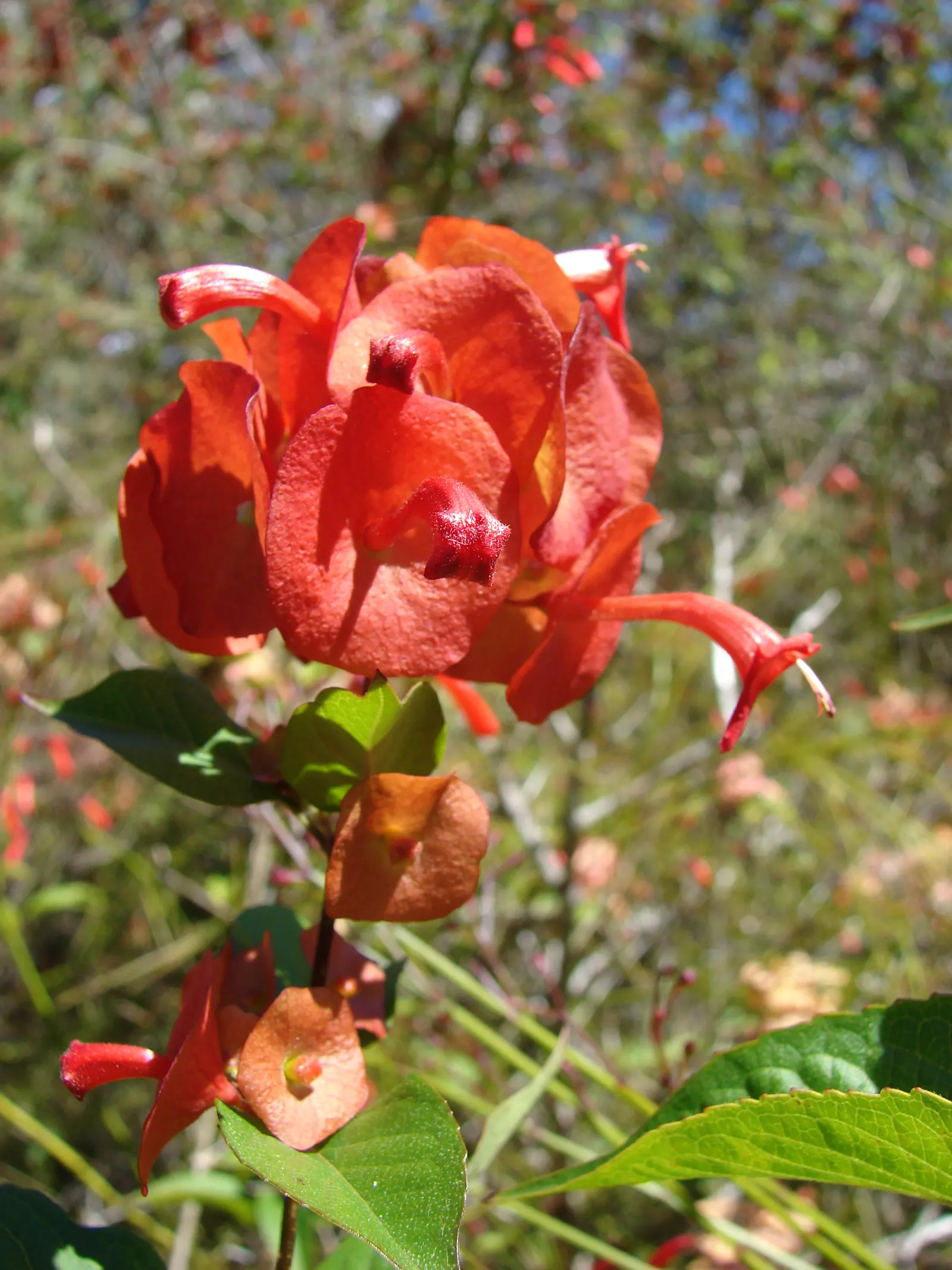 Chinese Hat Plant (Holmskoldia Sanguinea) — this plant is also a magnet for pollinators such as hummingbirds and butterflies; create a veritable, image 95