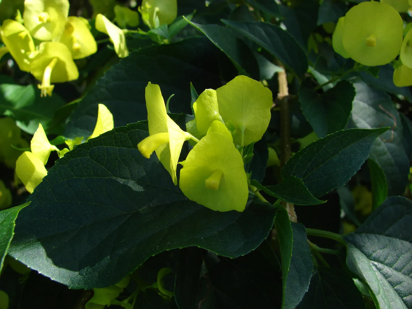 Chinese Hat Plant (Holmskoldia Sanguinea) — create a veritable festival of color in the garden