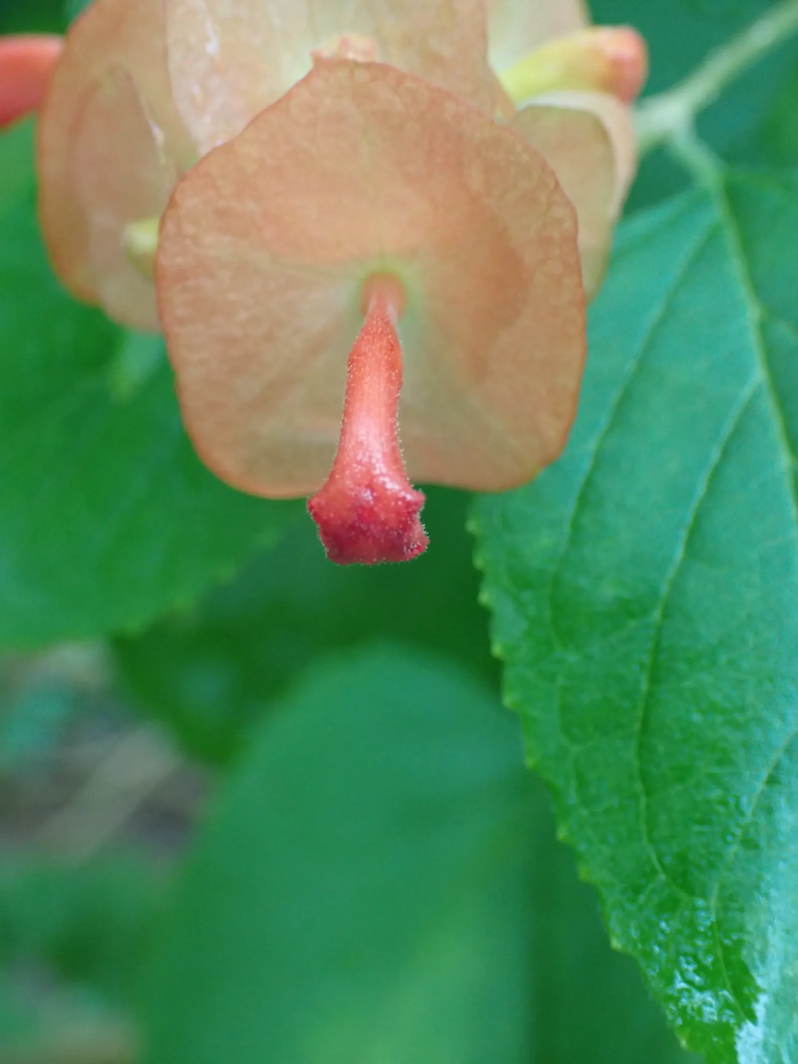 Chinese Hat Plant (Holmskoldia Sanguinea) — Ideal for accents or hedges in full sun to partial shade, it adds an exotic touch to landscapes; is a, image 55