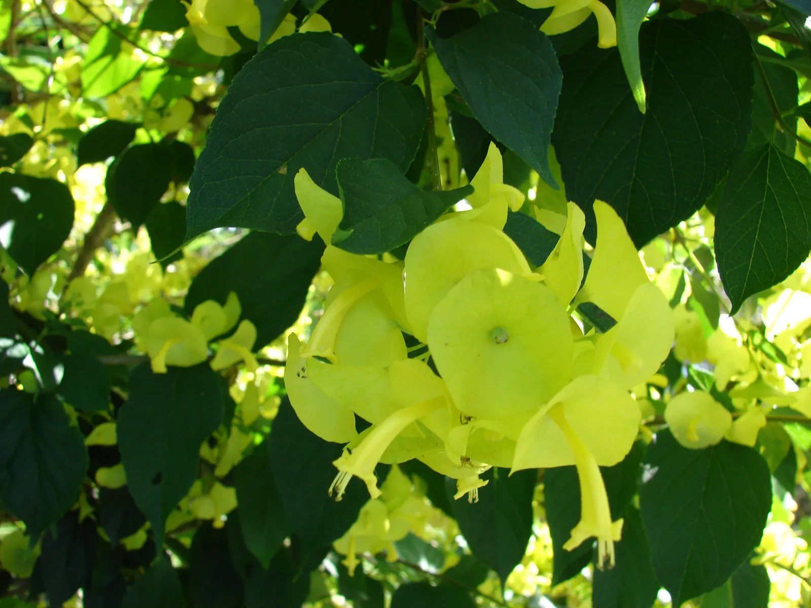 Chinese Hat Plant (Holmskoldia Sanguinea) — able to serve as an accent plant or part of a mixed shrub border; this plant is also a magnet for, image 89