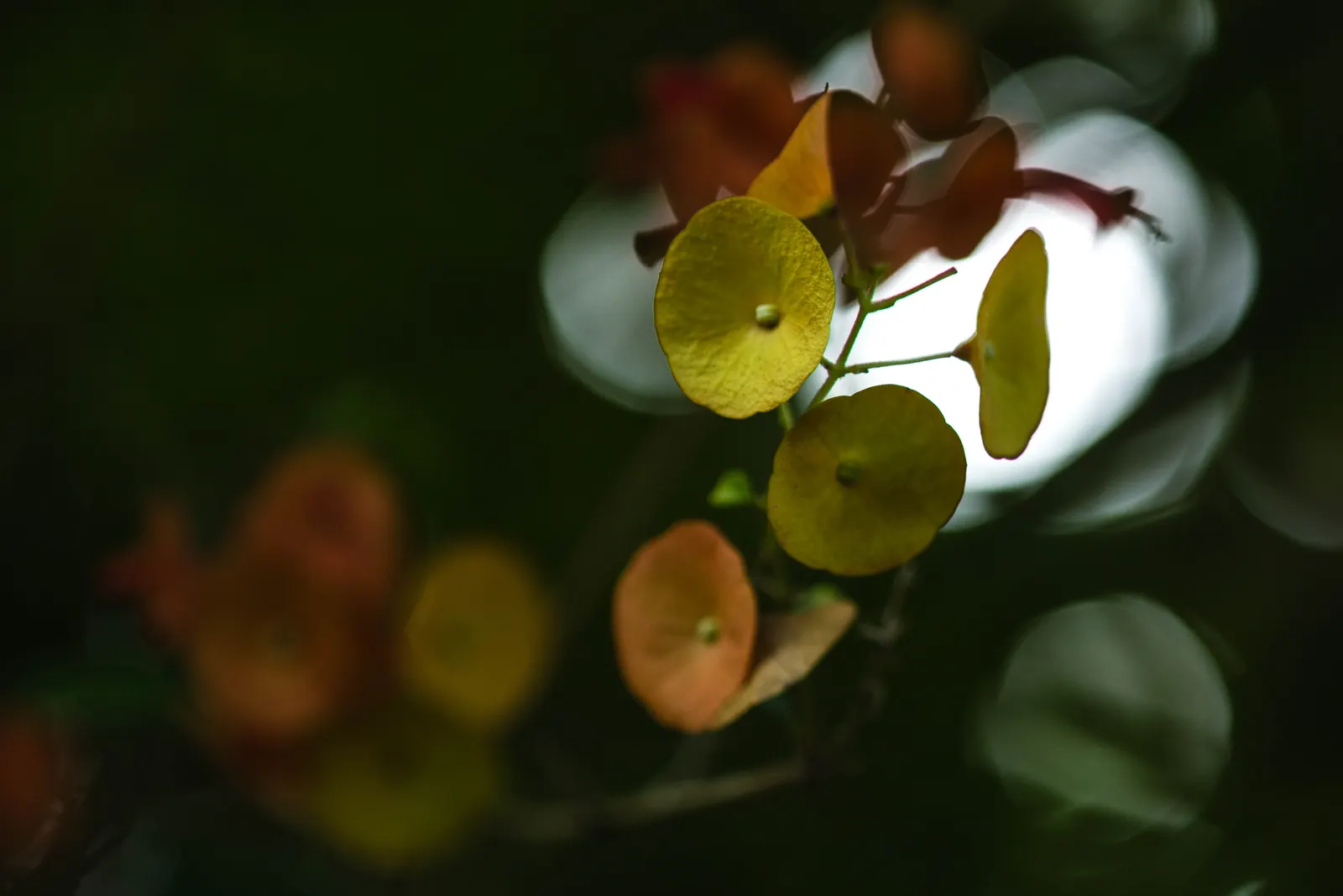 Chinese Hat Plant (Holmskoldia Sanguinea) — cone-shaped flowers that give it its common name; the plant exhibits moderate drought tolerance, image 85