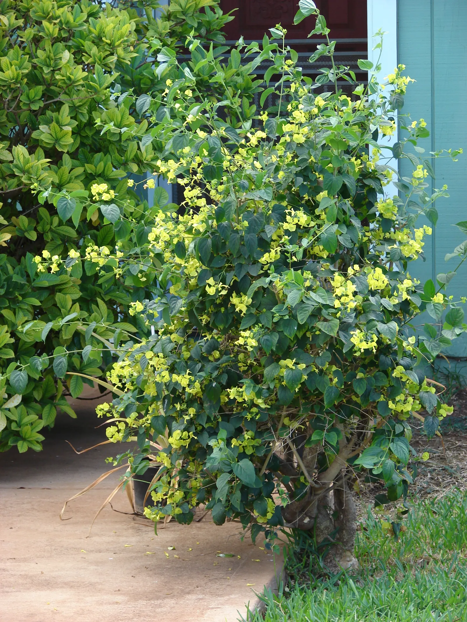 Chinese Hat Plant (Holmskoldia Sanguinea) — this plant is also a magnet for pollinators such as hummingbirds and butterflies; create a veritable festival of