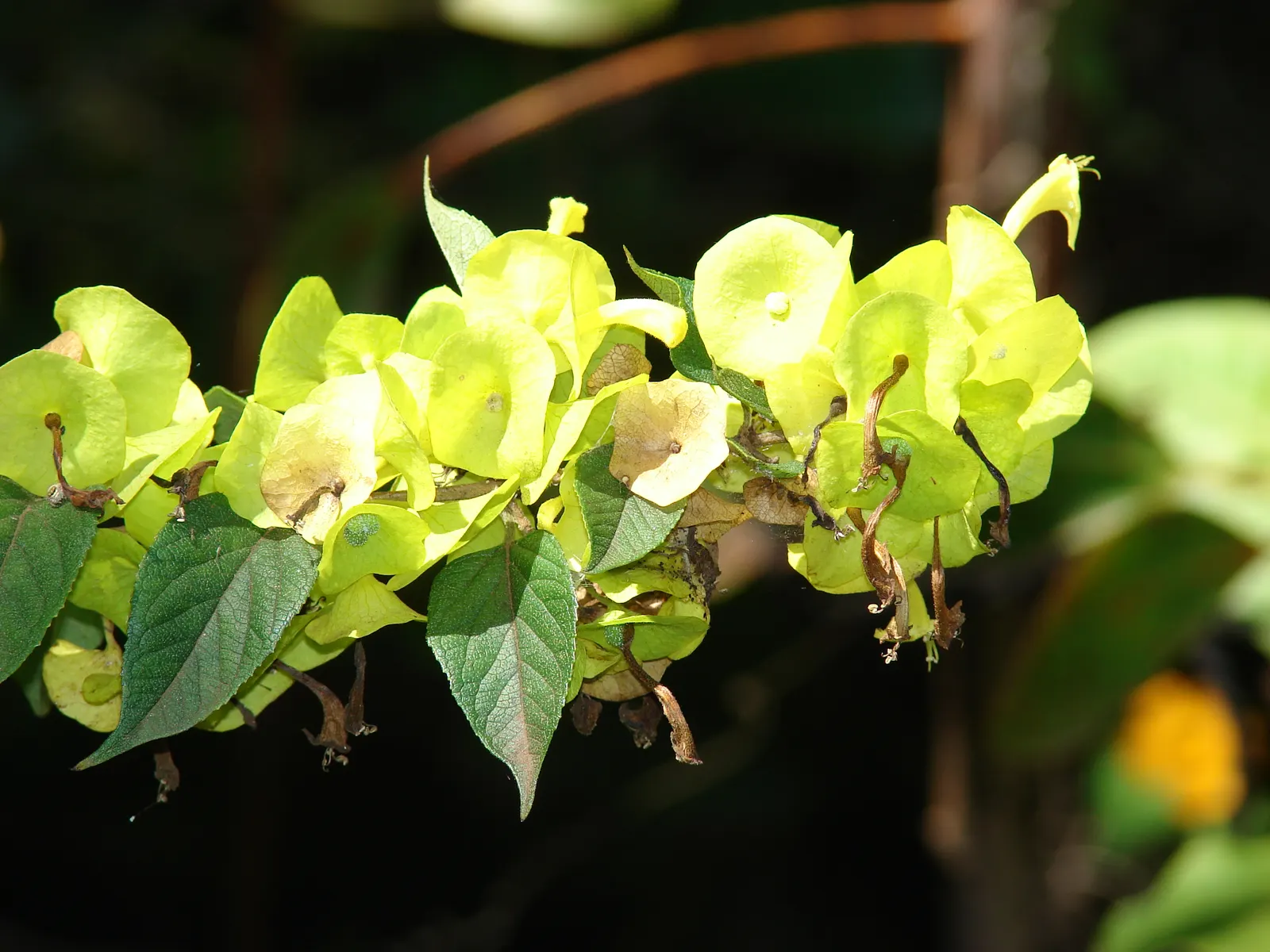Chinese Hat Plant (Holmskoldia Sanguinea) — the plant exhibits moderate drought tolerance; regular watering will foster a lush appearance, image 92