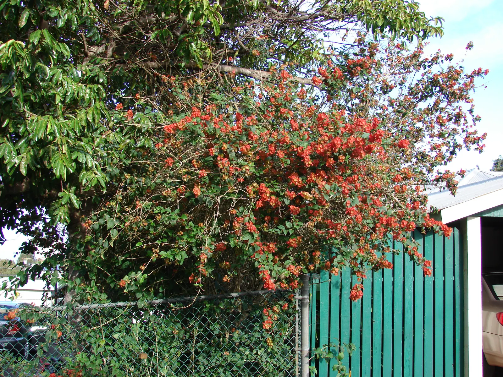 Chinese Hat Plant (Holmskoldia Sanguinea) — shrub with orange blooms