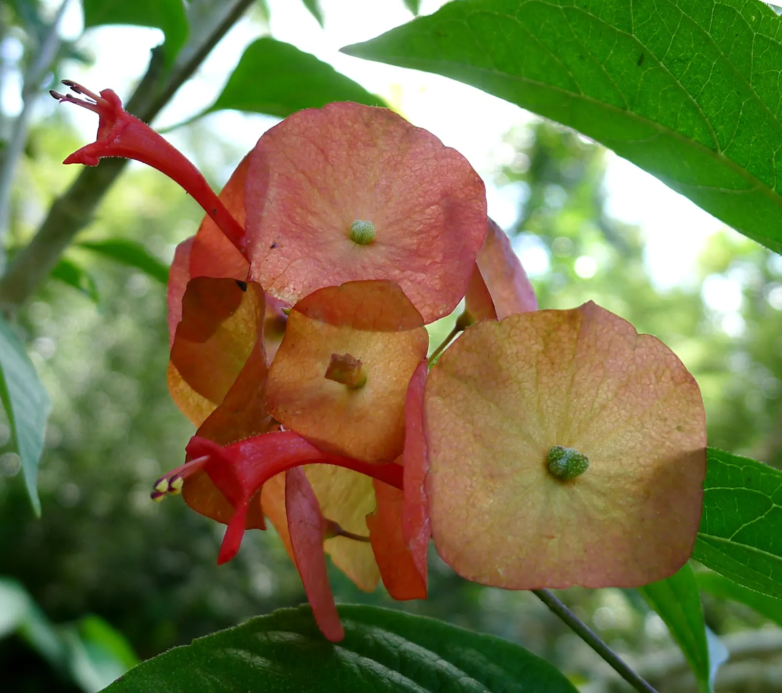 Chinese Hat Plant (Holmskoldia Sanguinea) — which primarily boast a vibrant orange-red hue with a contrasting purple calyx; shrub with orange blooms, image 61