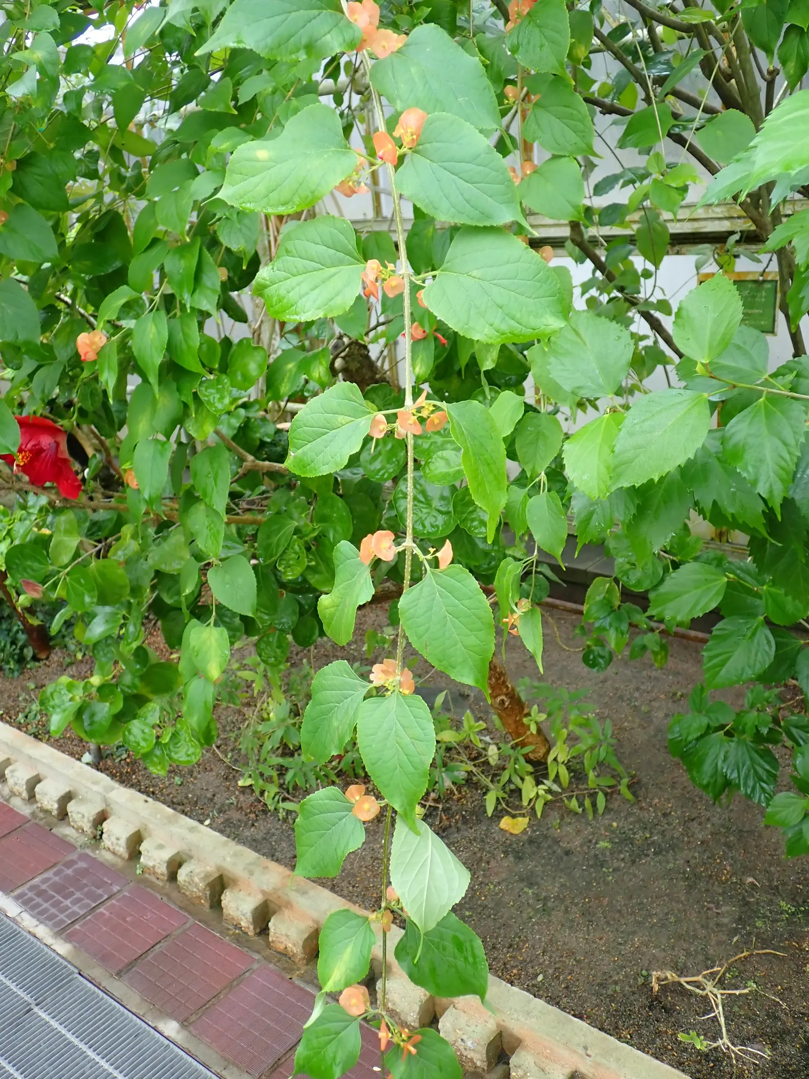 Chinese Hat Plant (Holmskoldia Sanguinea) — When designing a comprehensive landscape; the Holmskioldia sanguinea