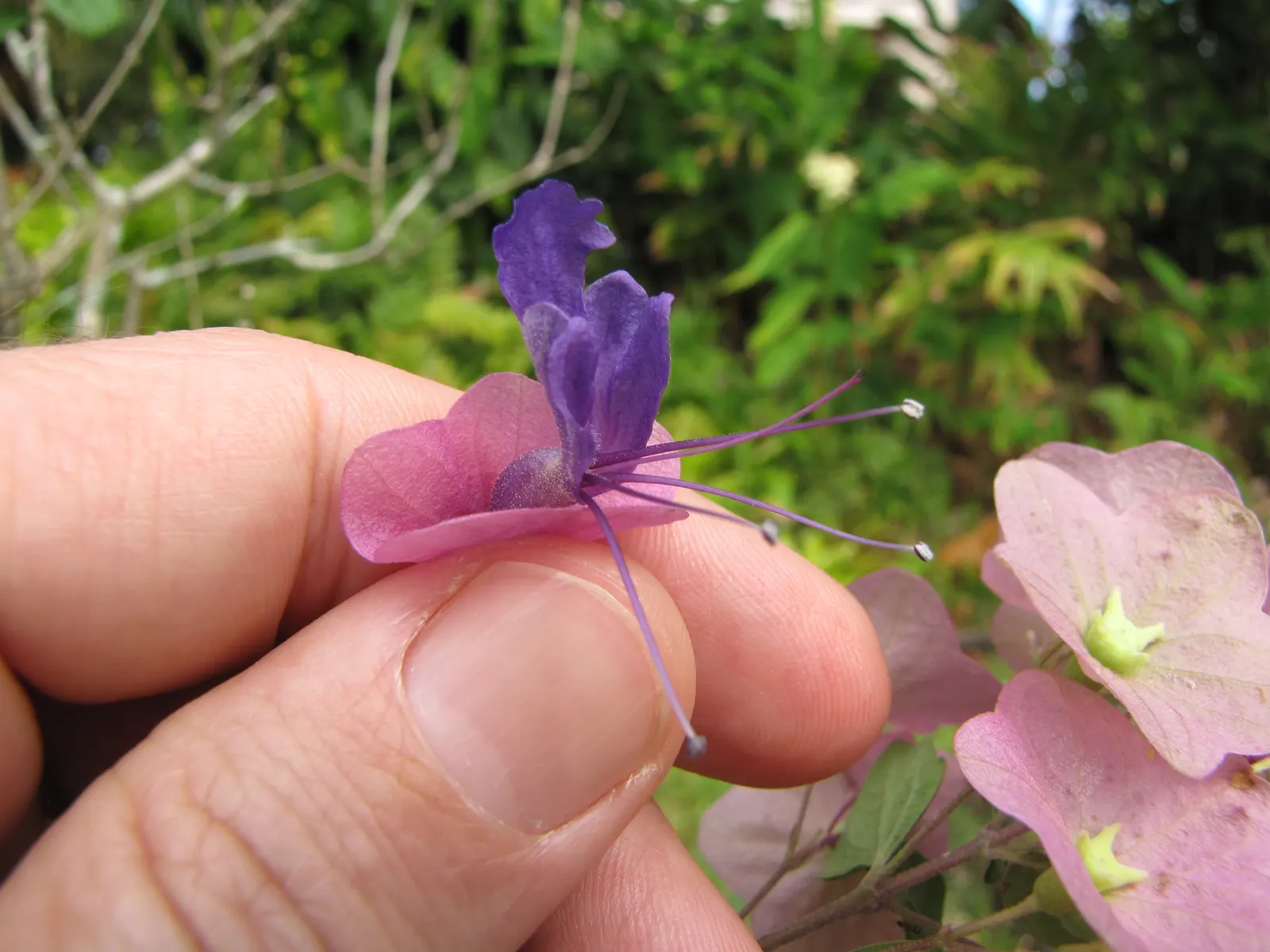 Chinese Hat Plant (Holmskoldia Sanguinea) — create a veritable festival of color in the garden; scientifically known as Holmskjoldia sanguinea, image 87