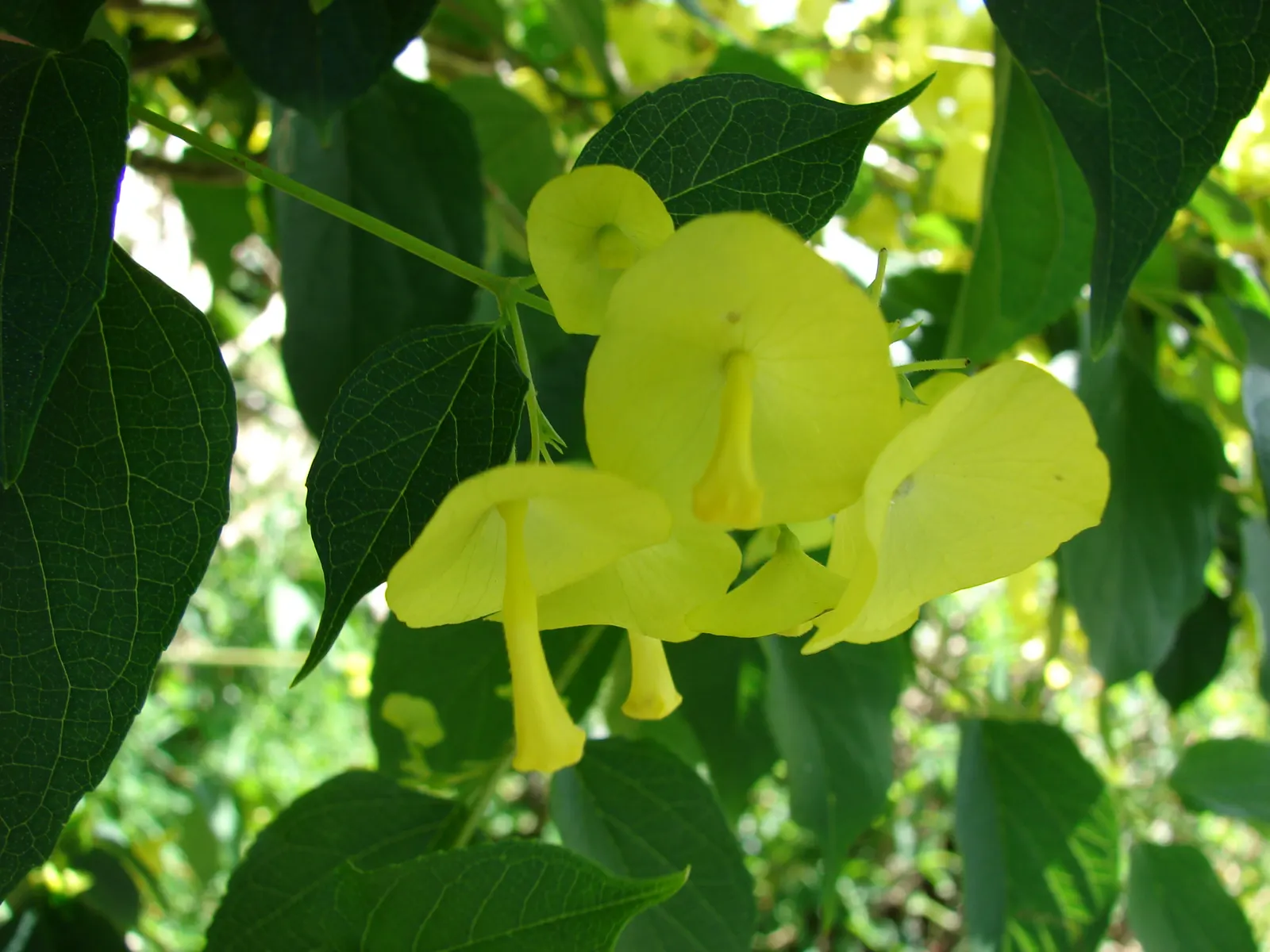 Chinese Hat Plant (Holmskoldia Sanguinea) — this evergreen shrub is prized for its distinct; cone-shaped flowers that give it its common name