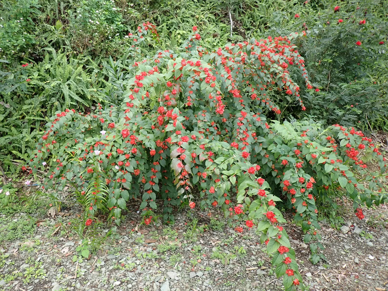 Chinese Hat Plant (Holmskoldia Sanguinea) — shrub with orange blooms; optimal growth is achieved in full sun to part shade, with well-drained soil, image 74