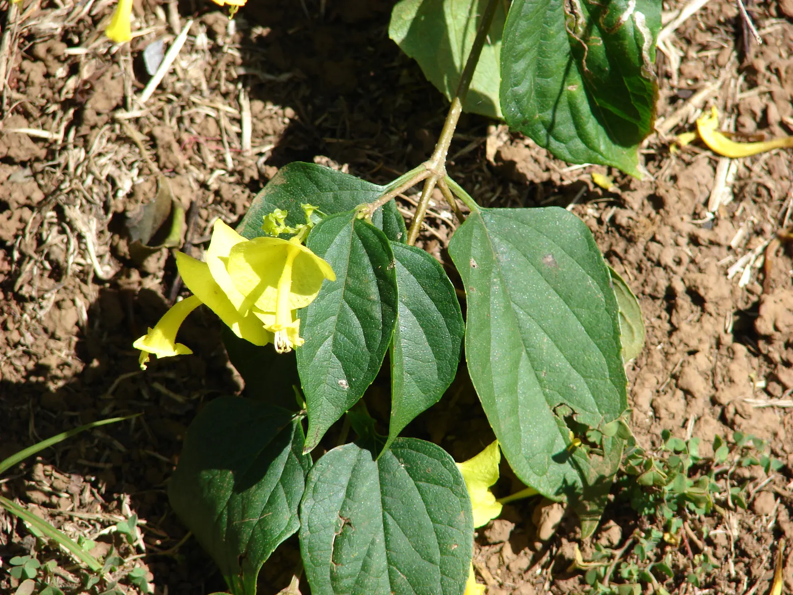 Chinese Hat Plant (Holmskoldia Sanguinea) — this plant is also a magnet for pollinators such as hummingbirds and butterflies; create a veritable, image 70